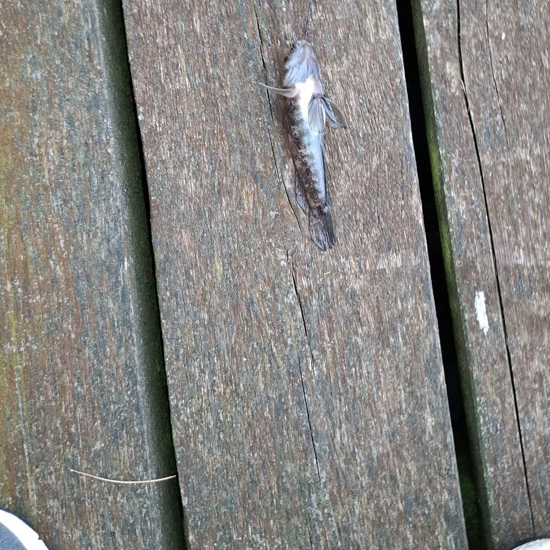 Fish caught on Fishbrain