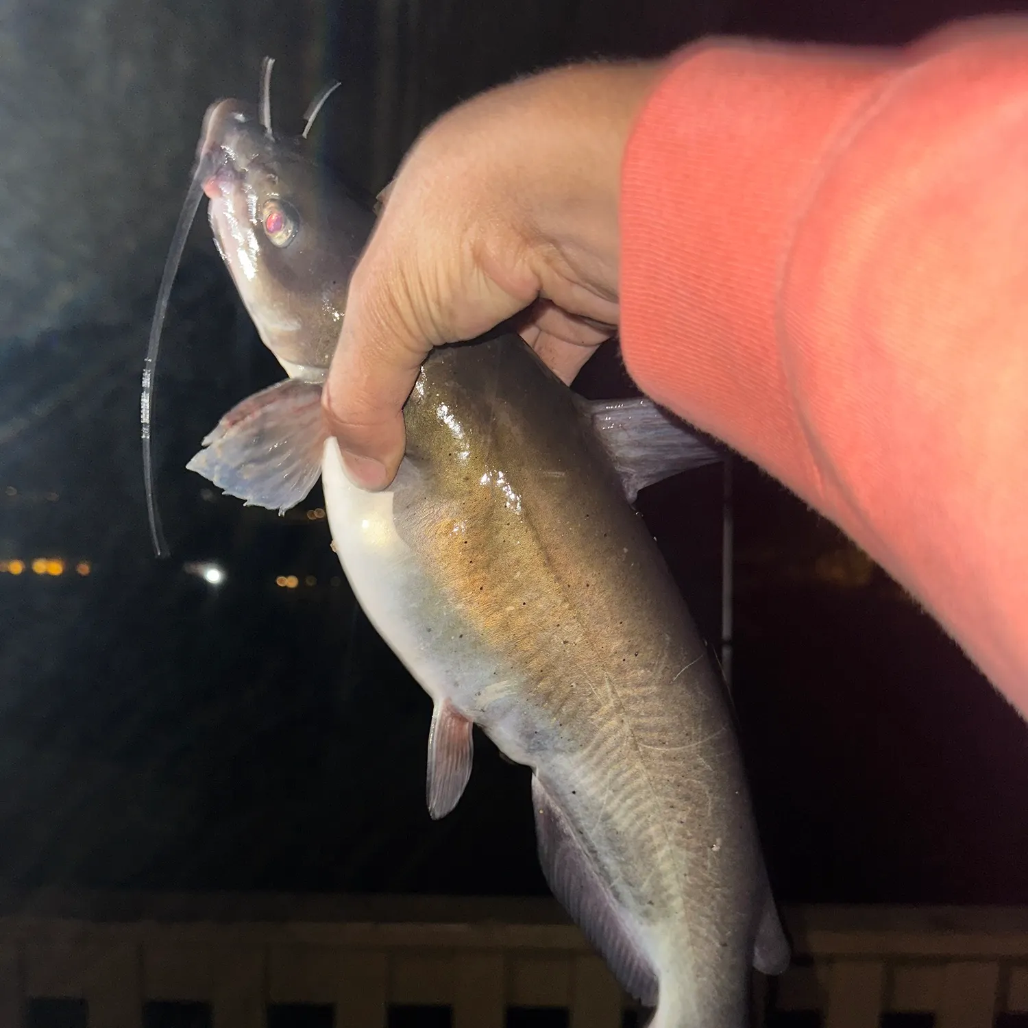 Channel catfish caught on Fishbrain