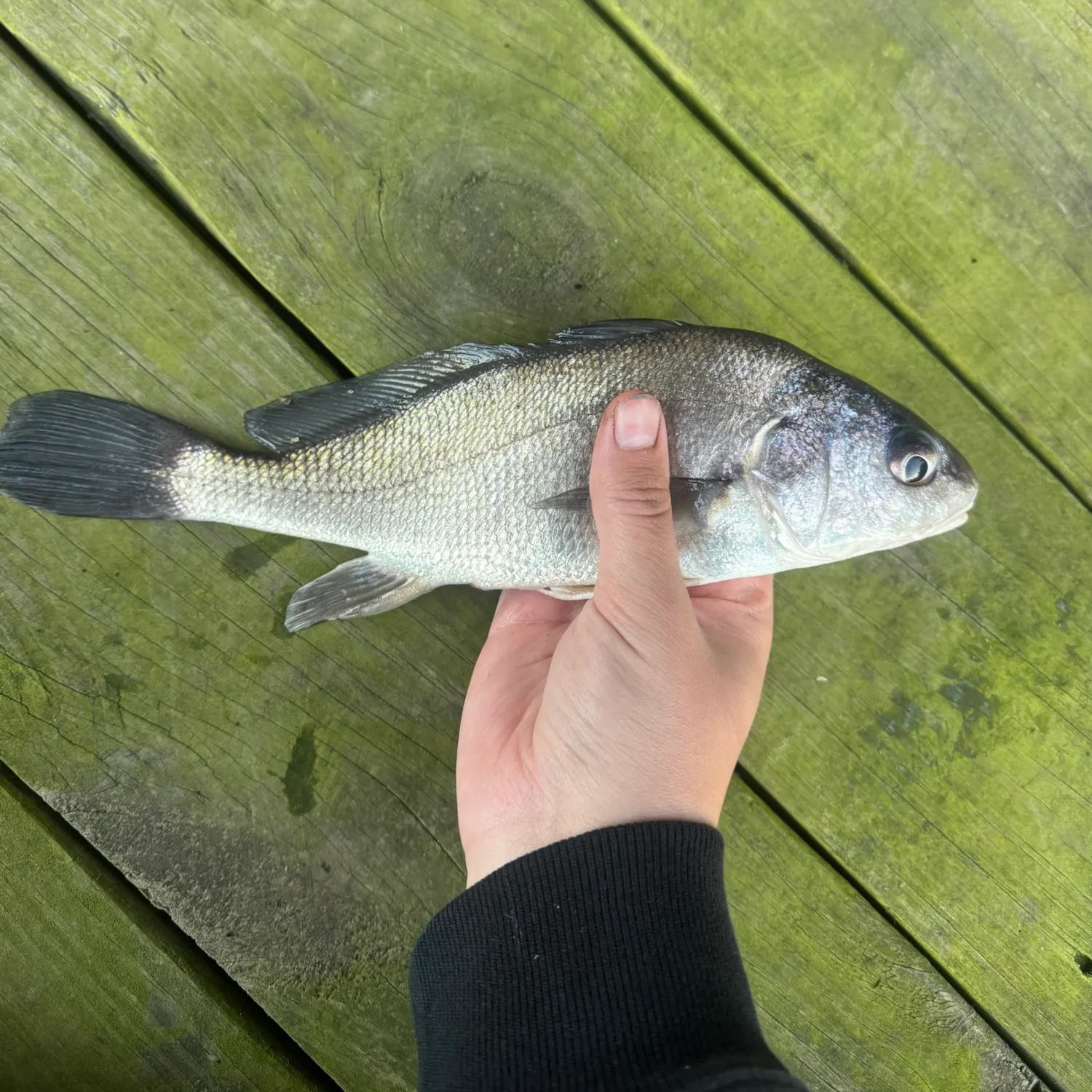 Freshwater drum caught on Fishbrain