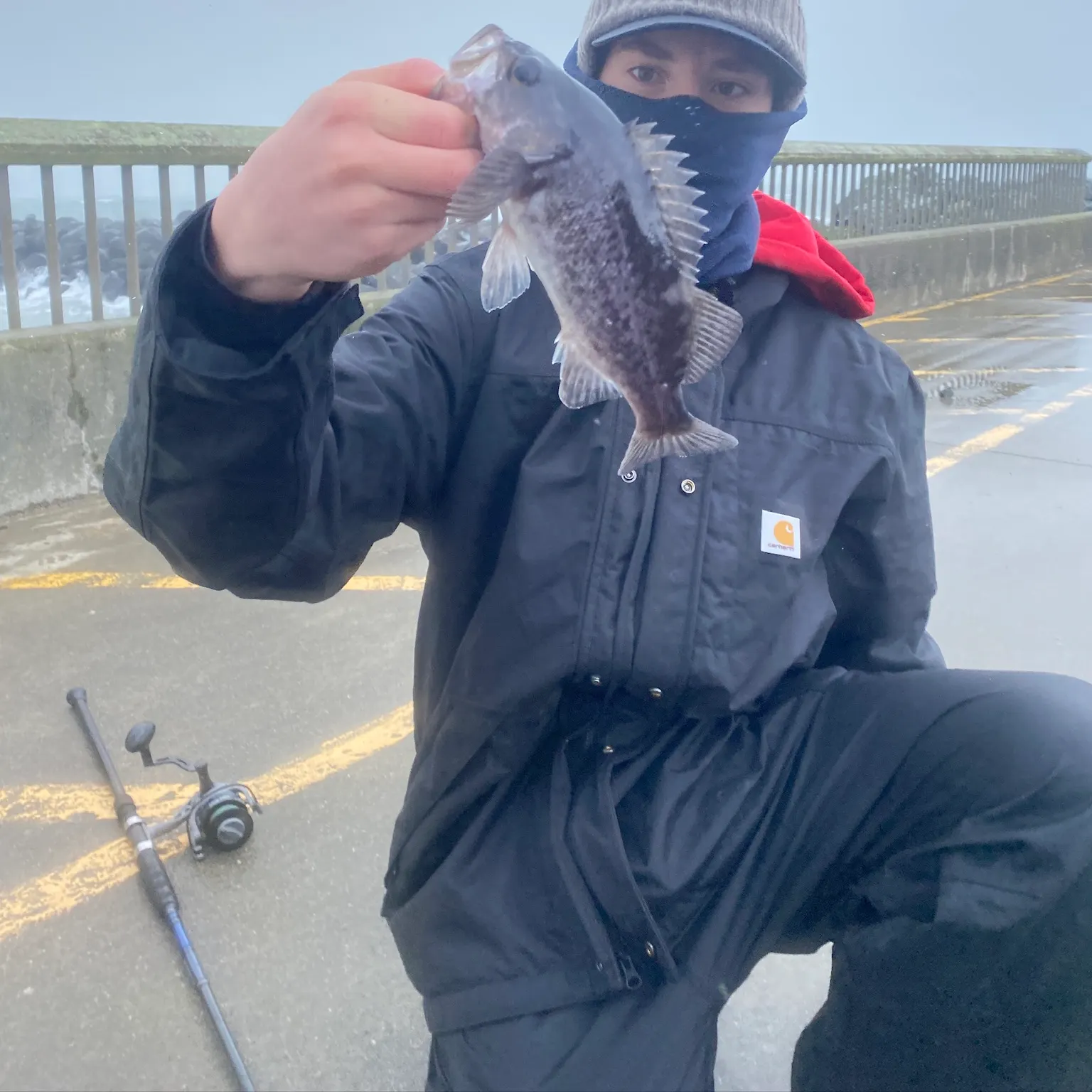 The most recent Black rockfish catches on Fishbrain
