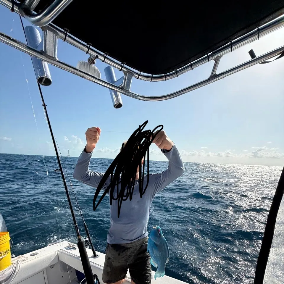The most recent Blue parrotfish catches on Fishbrain