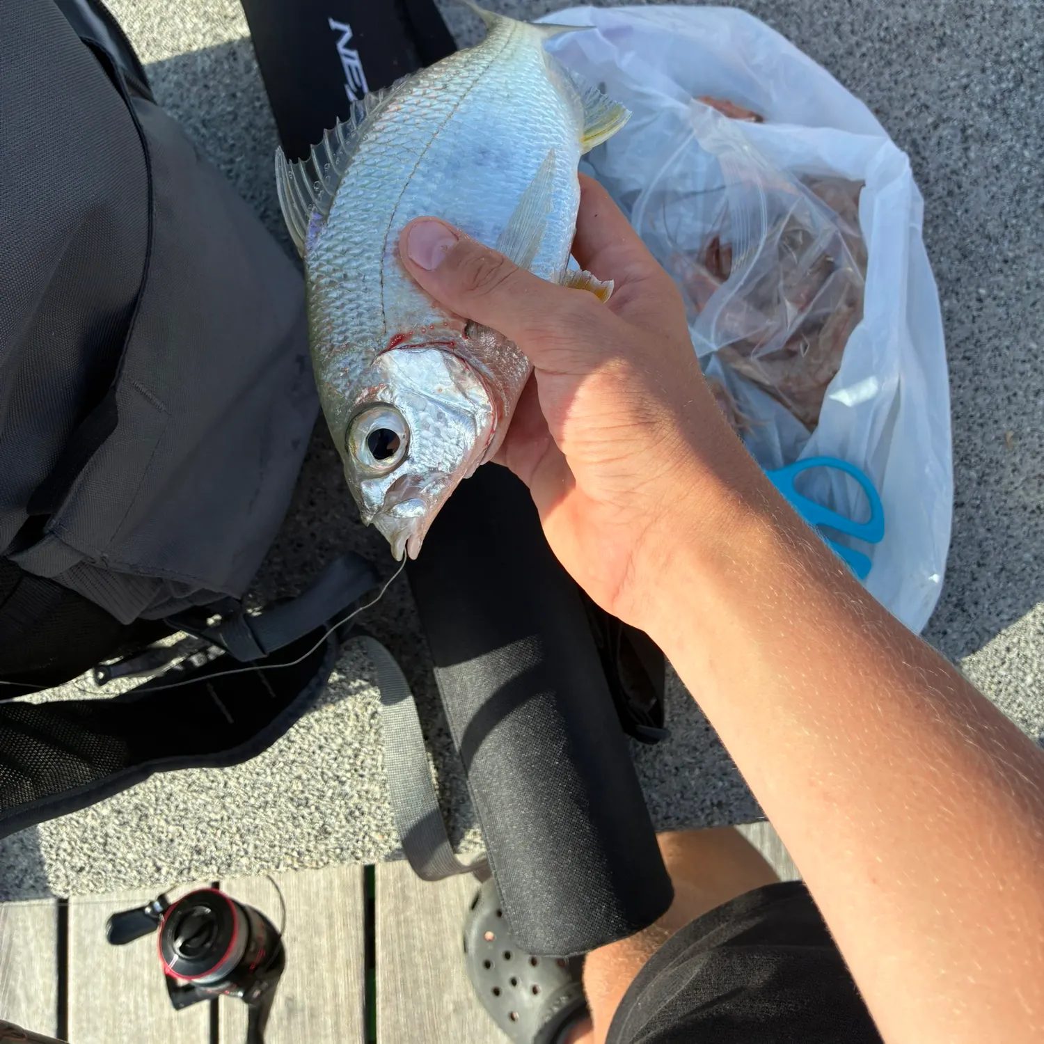 The most recent Yellowfin mojarra catches on Fishbrain