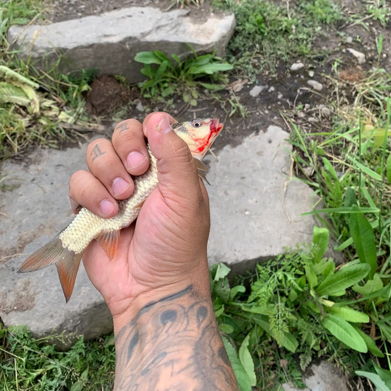 Common carp caught on Fishbrain