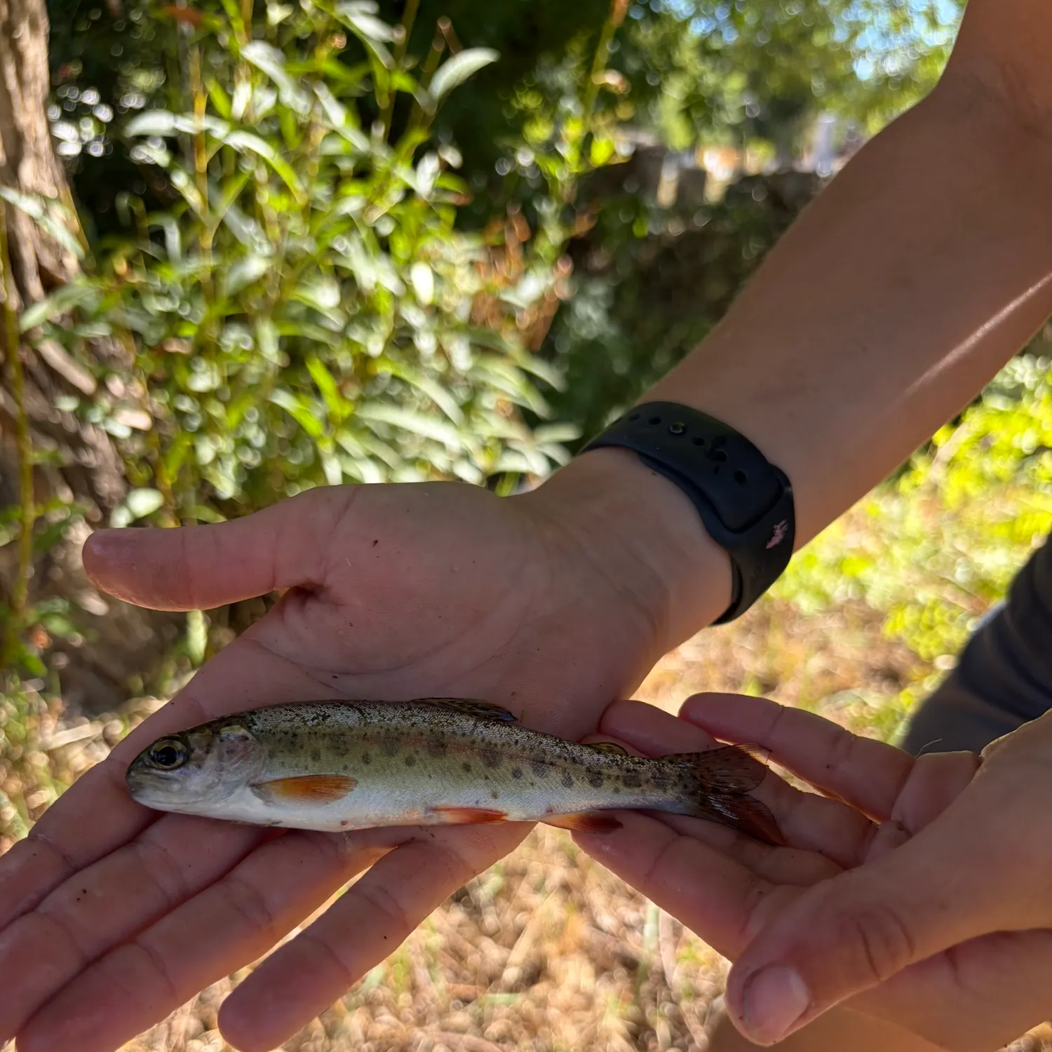 The most recent Greenback cutthroat trout catches on Fishbrain
