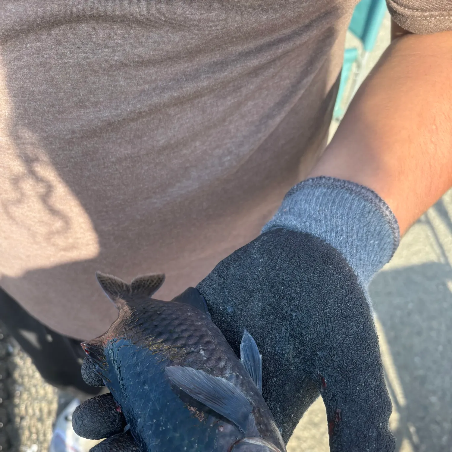 The most recent Blacksmith catches on Fishbrain
