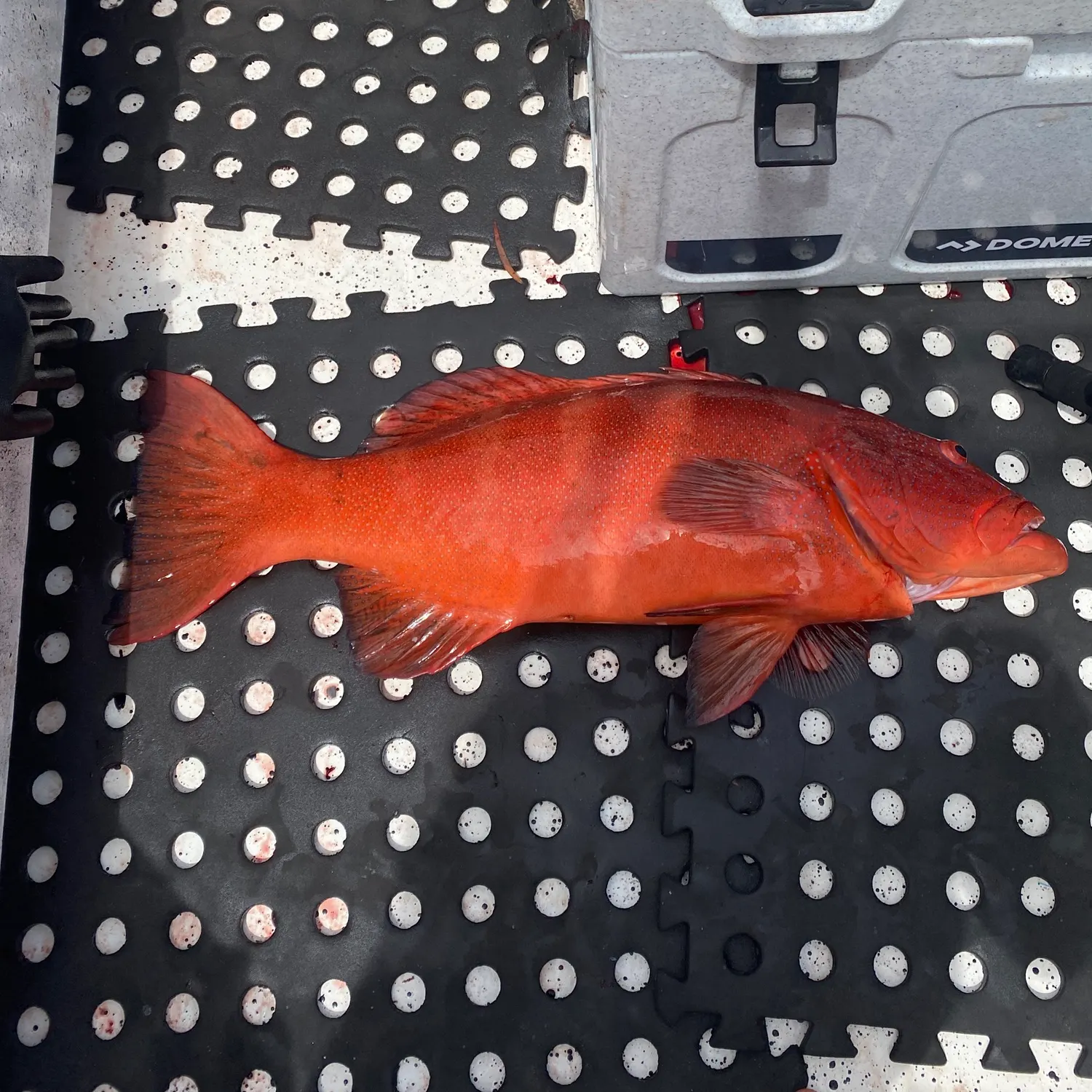 The most recent Talang queenfish catches on Fishbrain