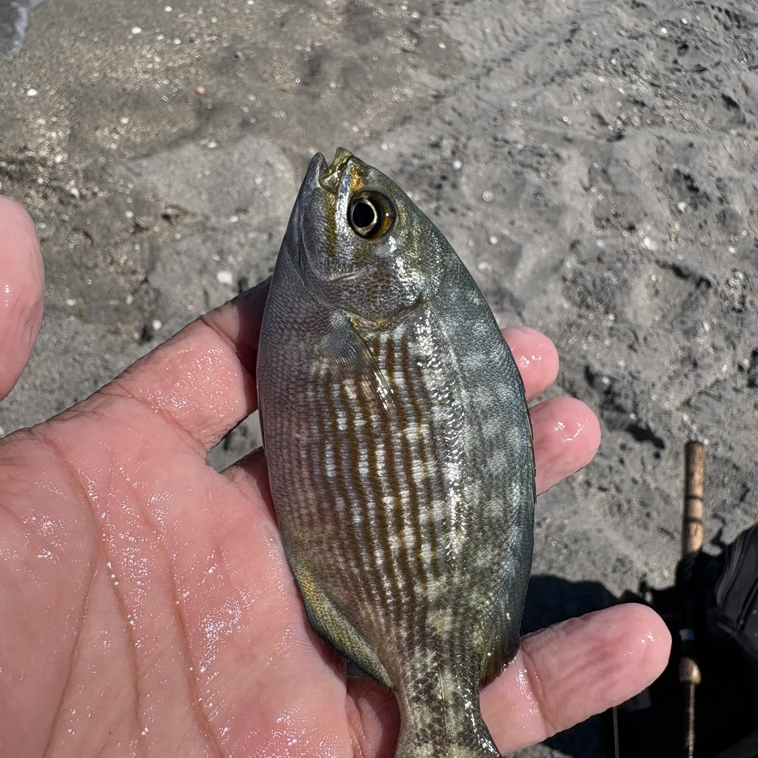 The most recent Brassy chub catches on Fishbrain