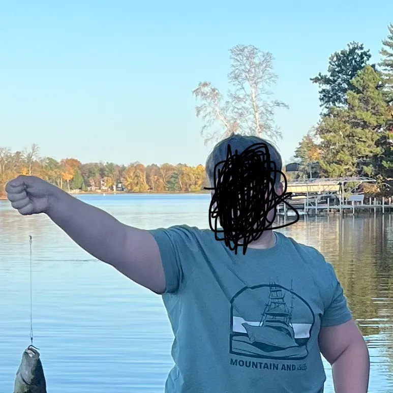 Rock bass caught on Fishbrain