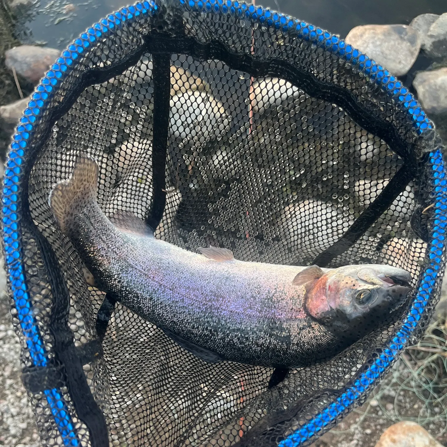 Rainbow trout caught on Fishbrain