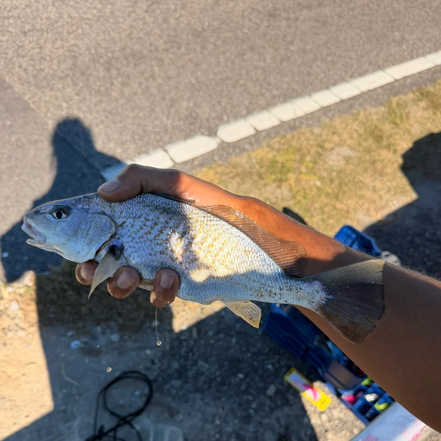 Atlantic croaker caught on Fishbrain