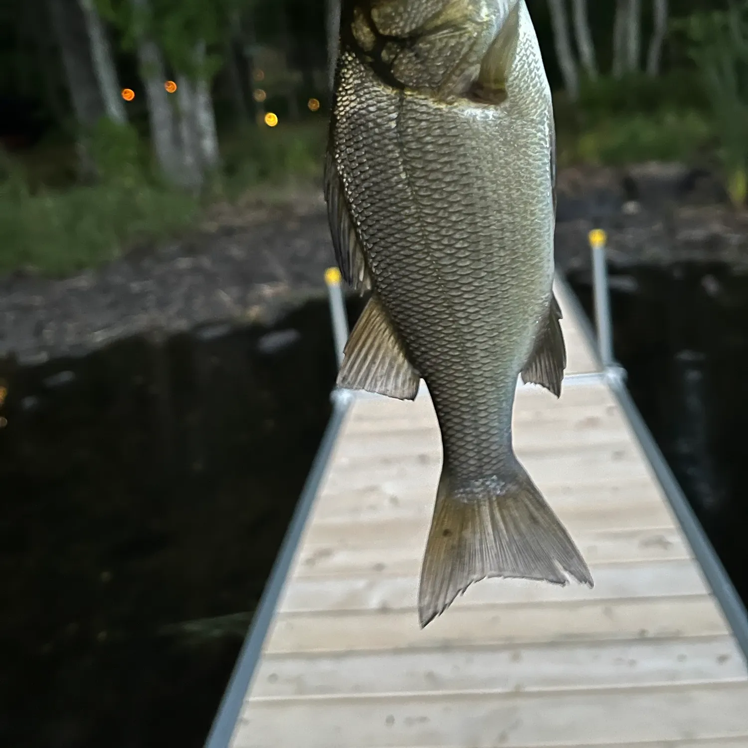 White perch caught on Fishbrain