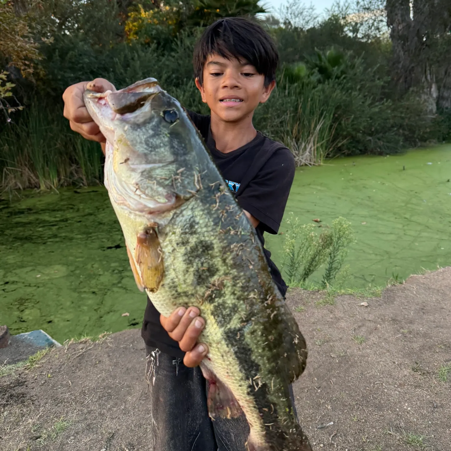 The most recent Largemouth bass catches on Fishbrain