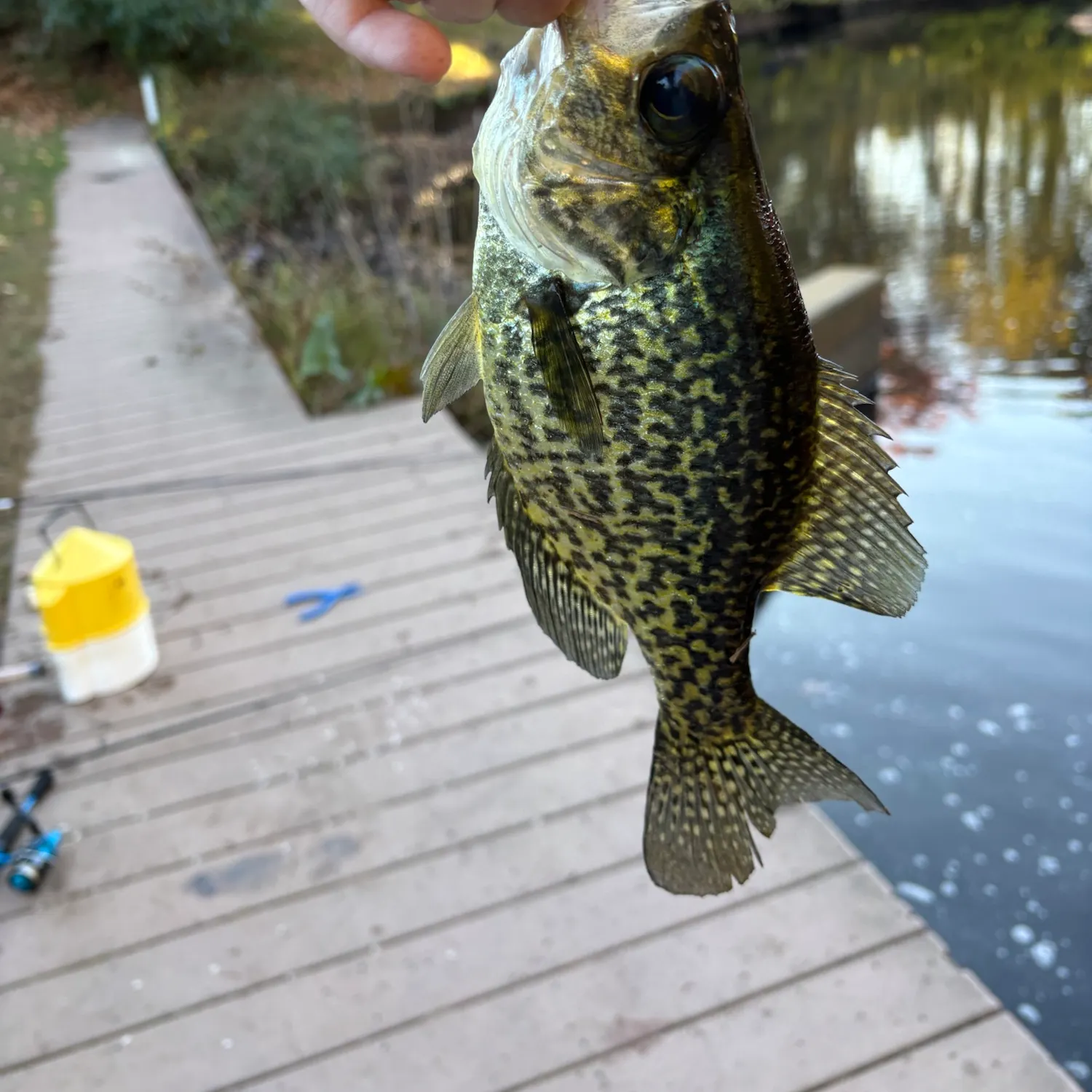 Black crappie caught on Fishbrain
