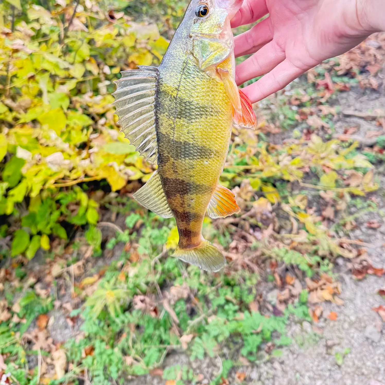 Yellow perch caught on Fishbrain