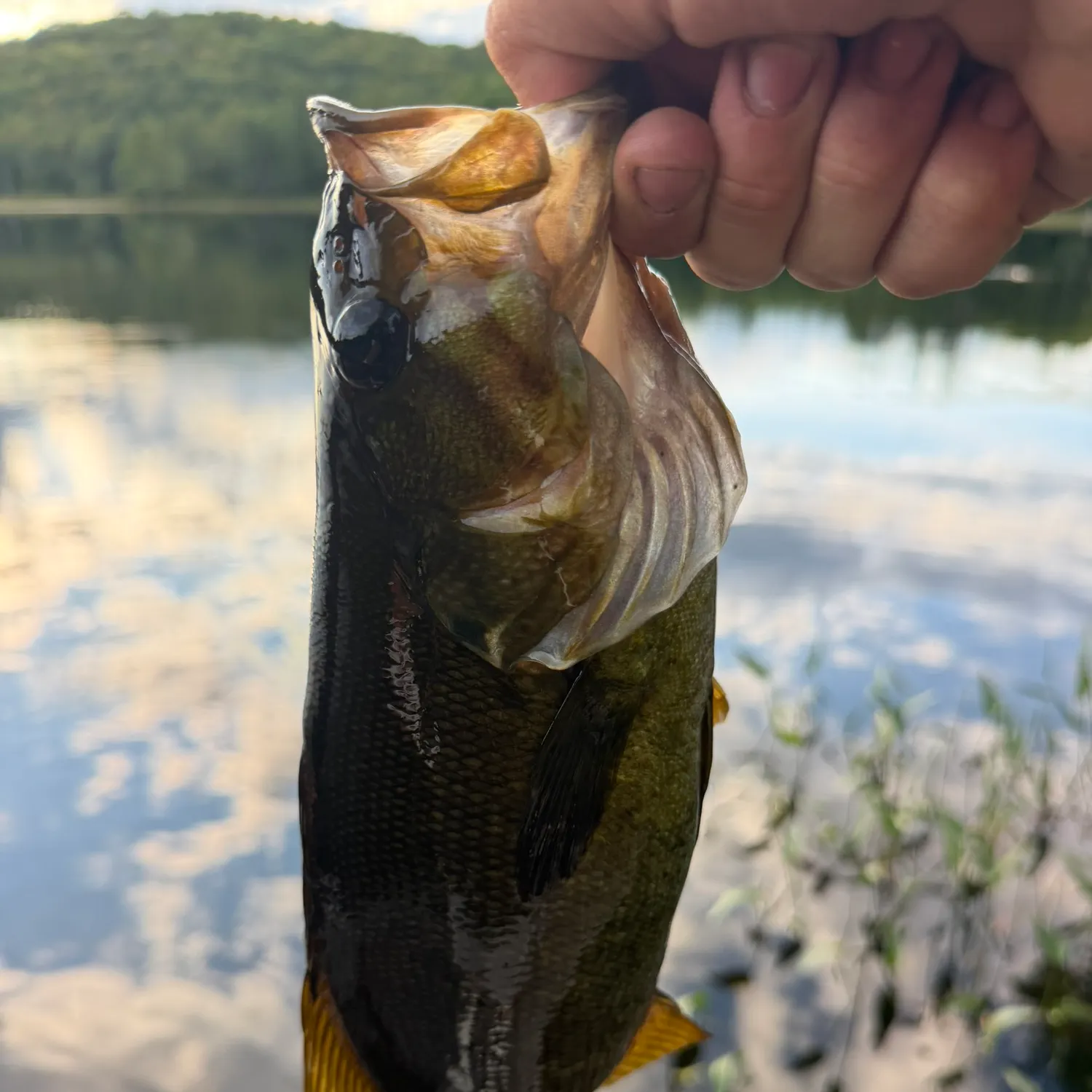 Smallmouth bass caught on Fishbrain