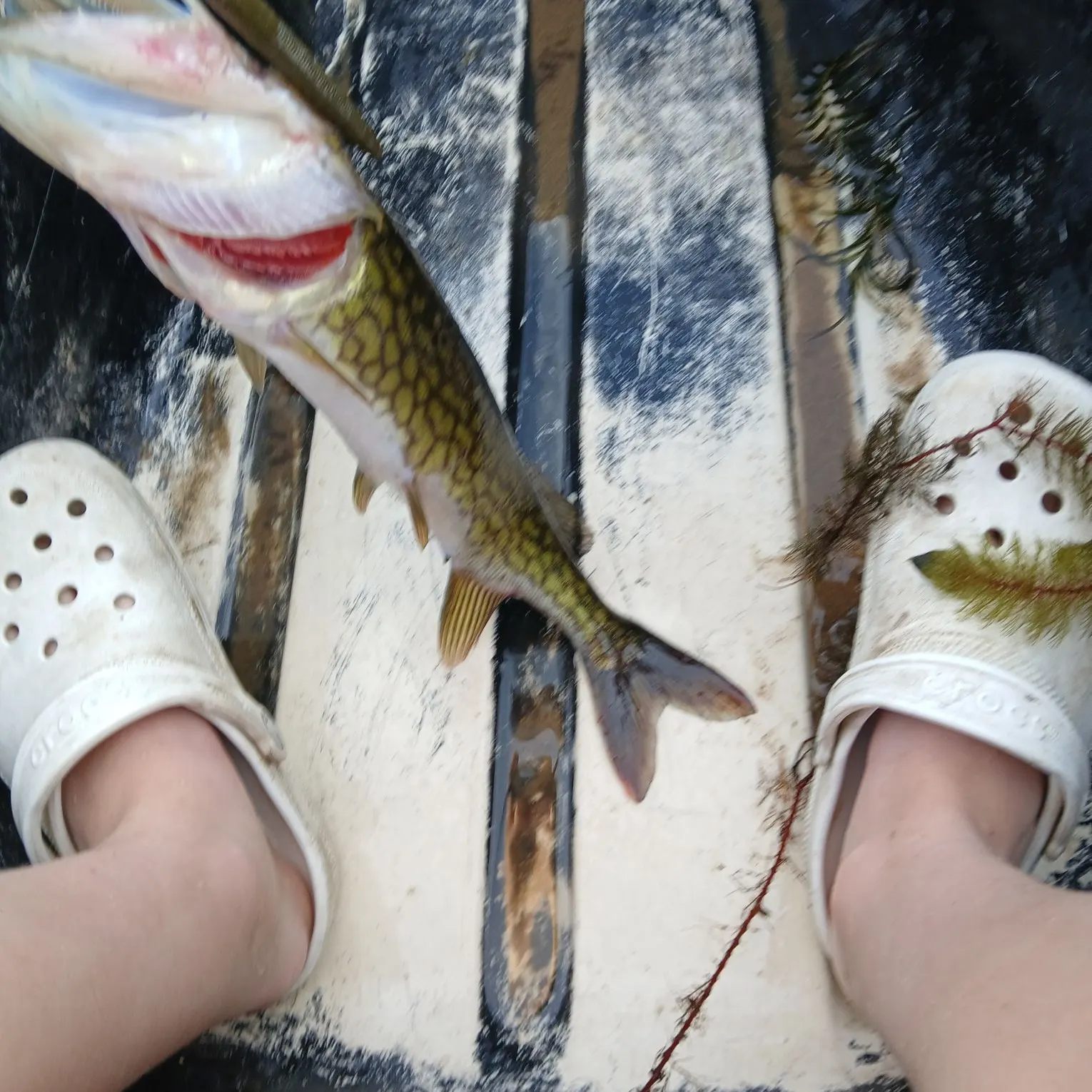 The most recent Chain pickerel catches on Fishbrain
