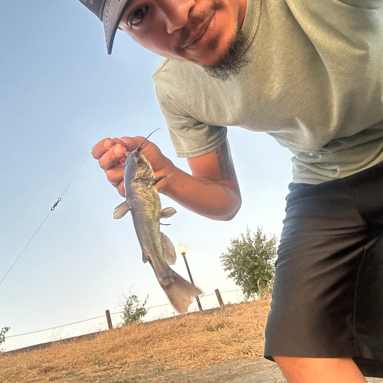 Black bullhead caught on Fishbrain