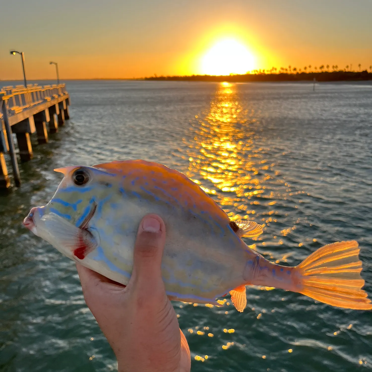 The most recent Thornback cowfish catches on Fishbrain