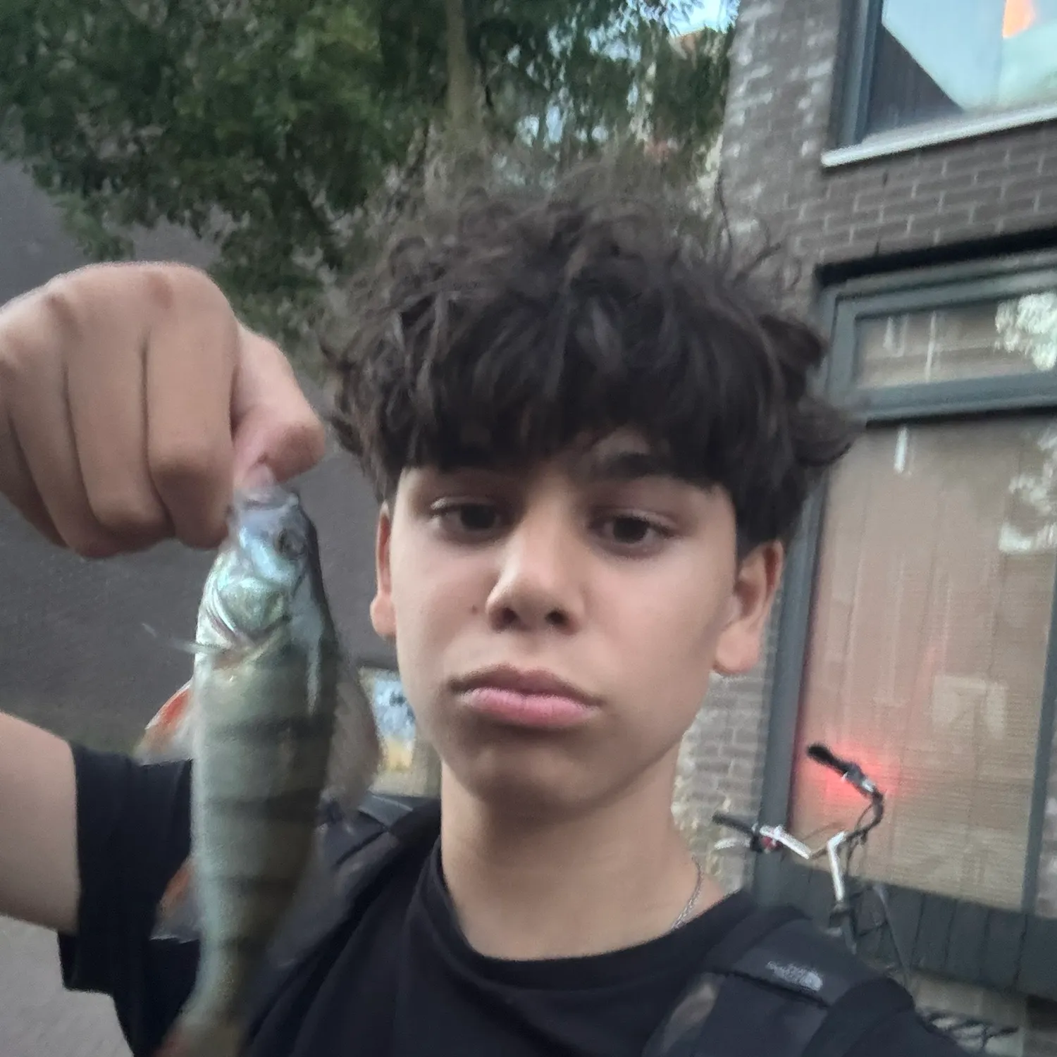European perch caught on Fishbrain