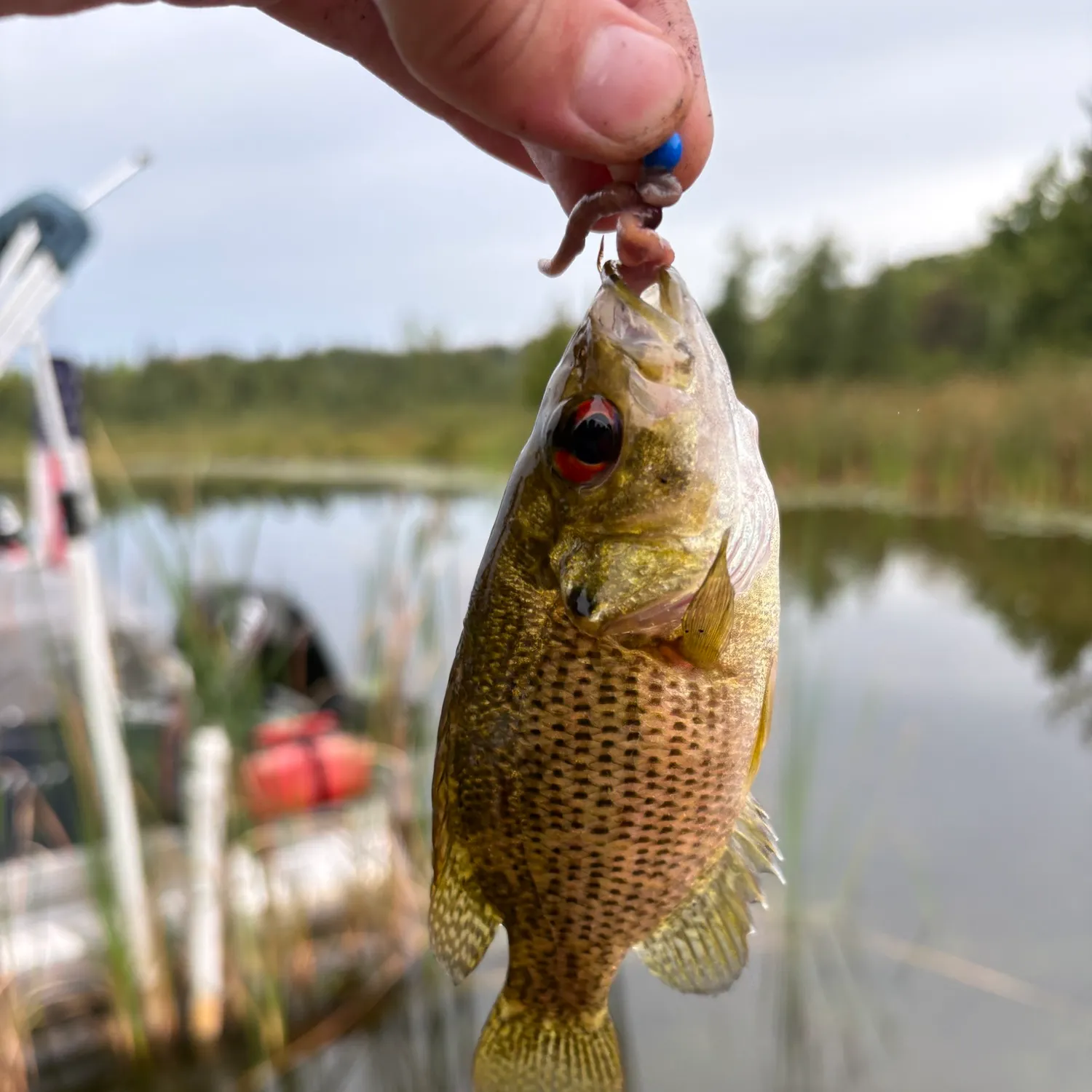 Fish caught on Fishbrain
