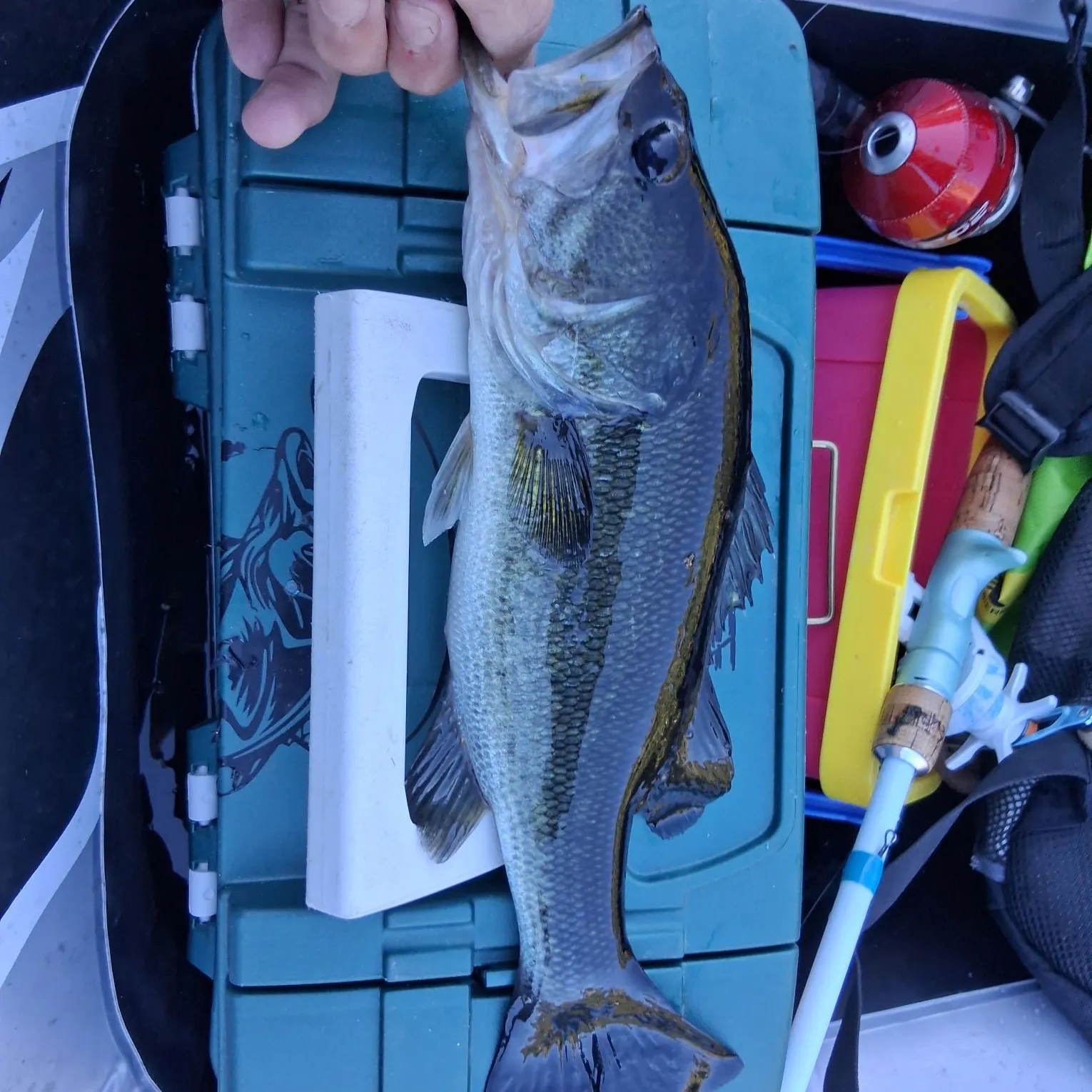 Largemouth bass caught on Fishbrain