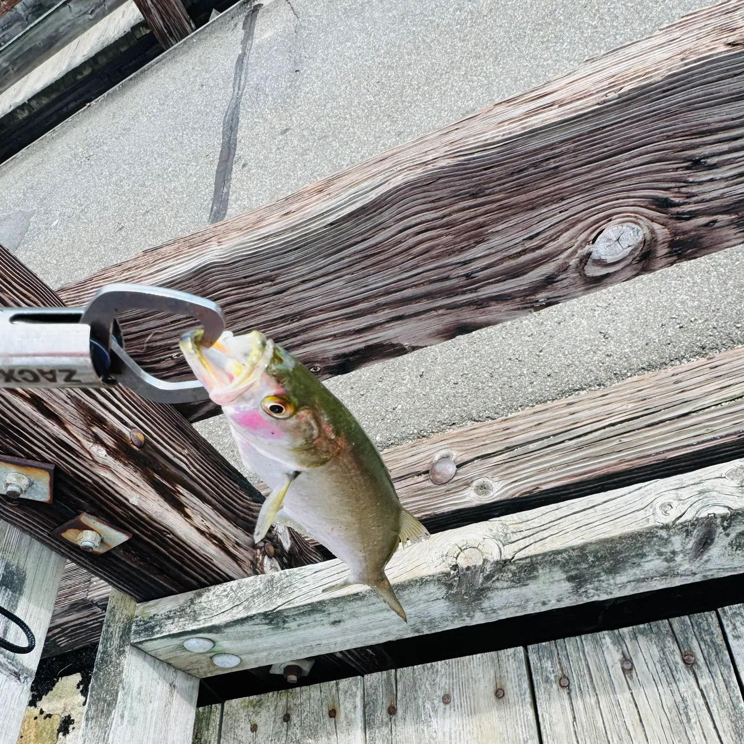 Bluefish caught on Fishbrain