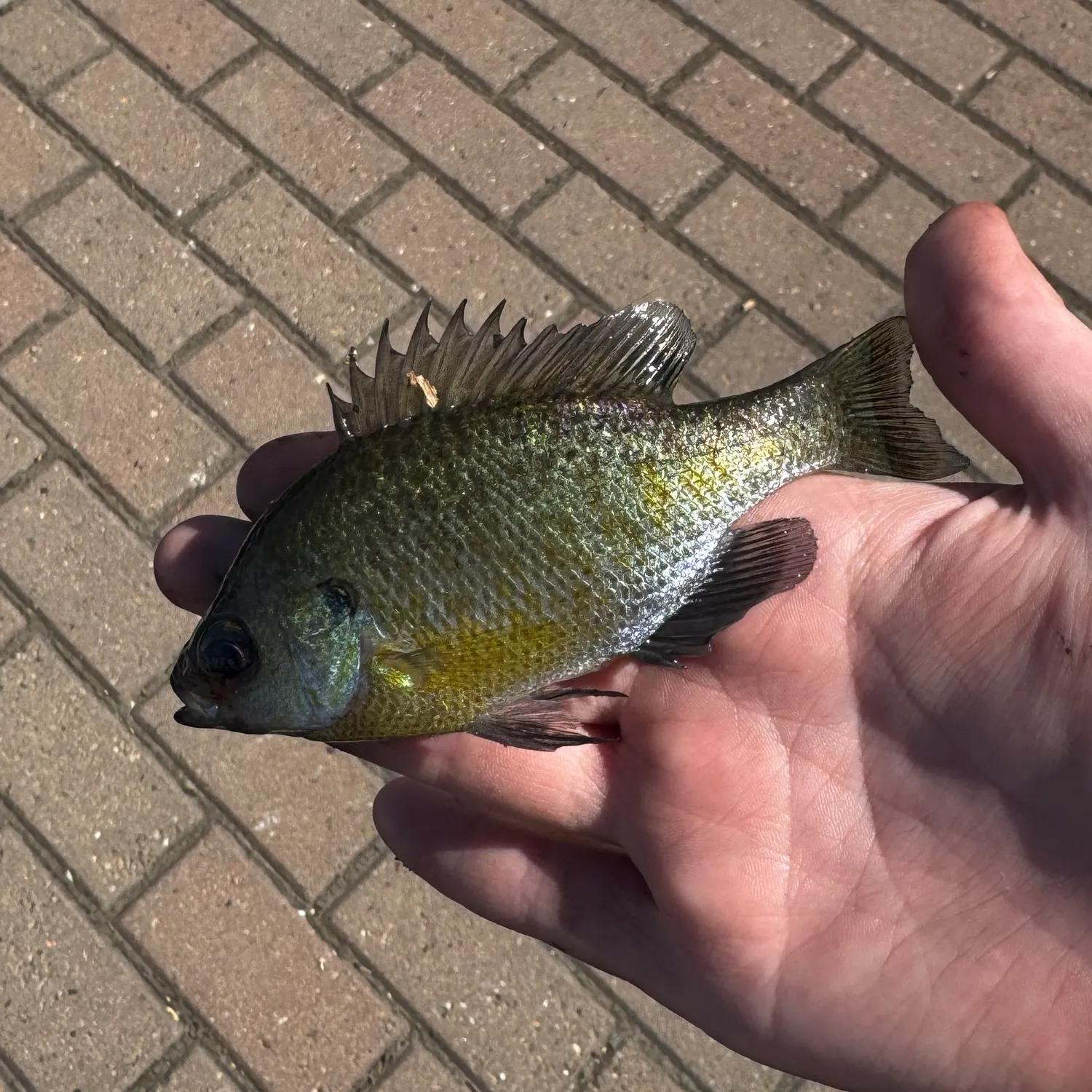 Bluegill caught on Fishbrain