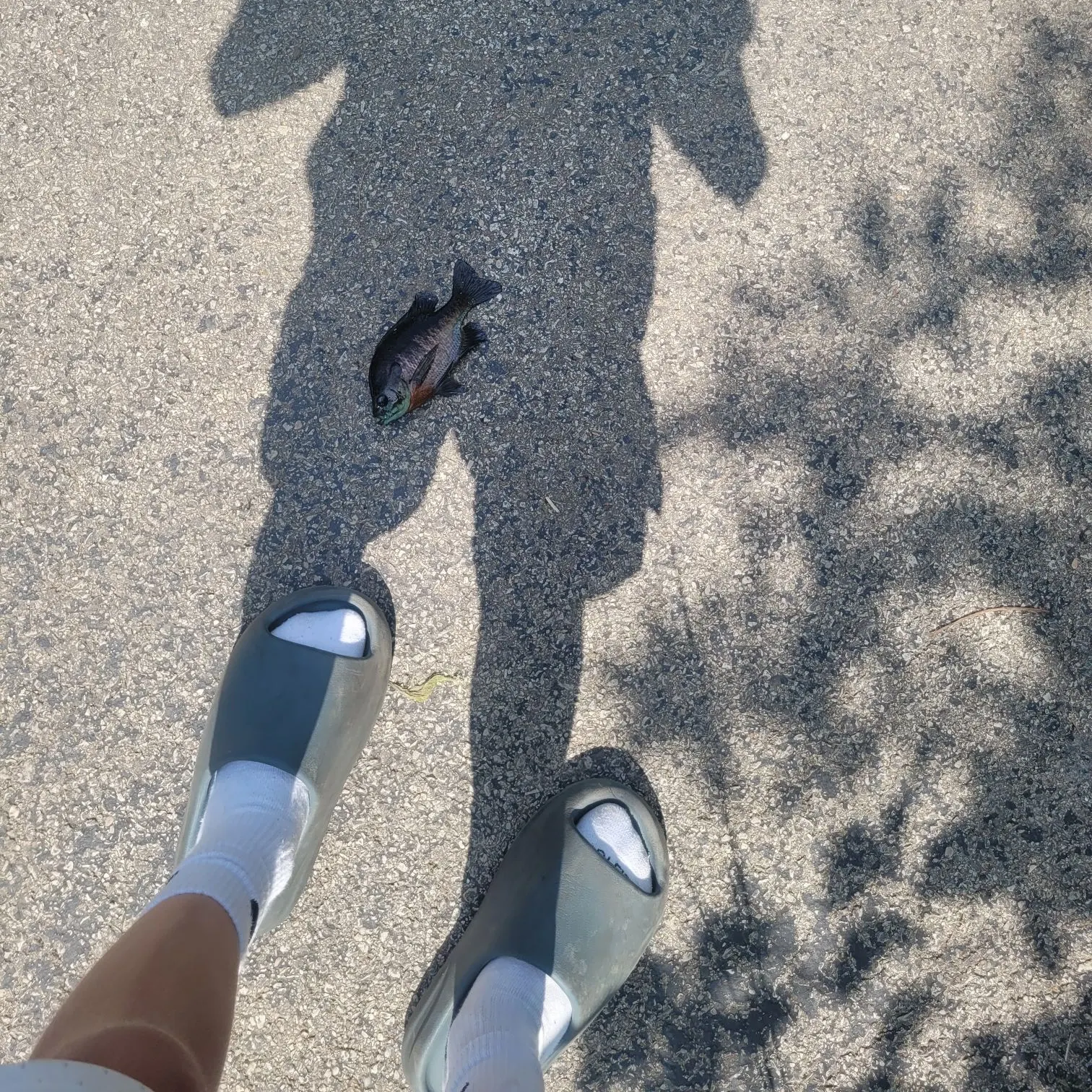 Bluegill caught on Fishbrain