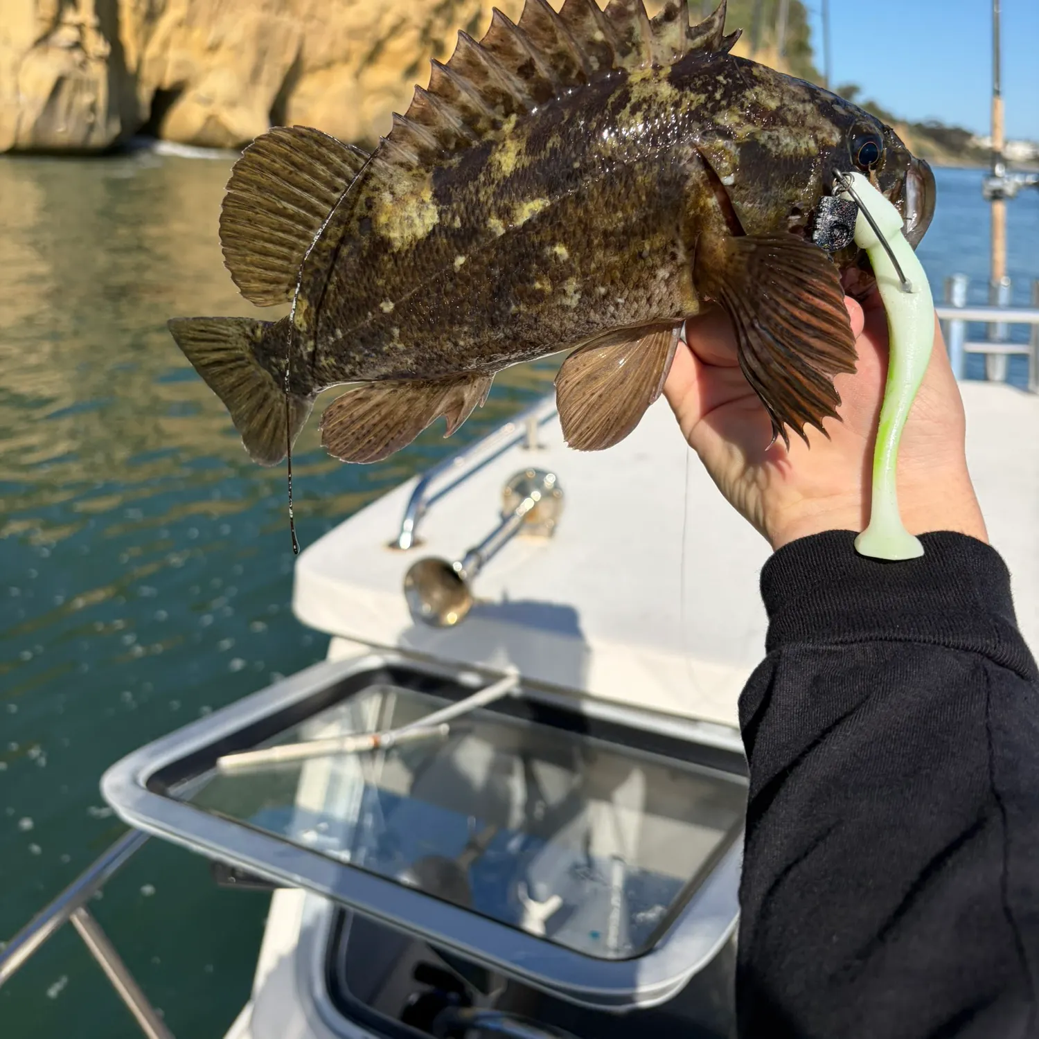 The most recent Grass rockfish catches on Fishbrain