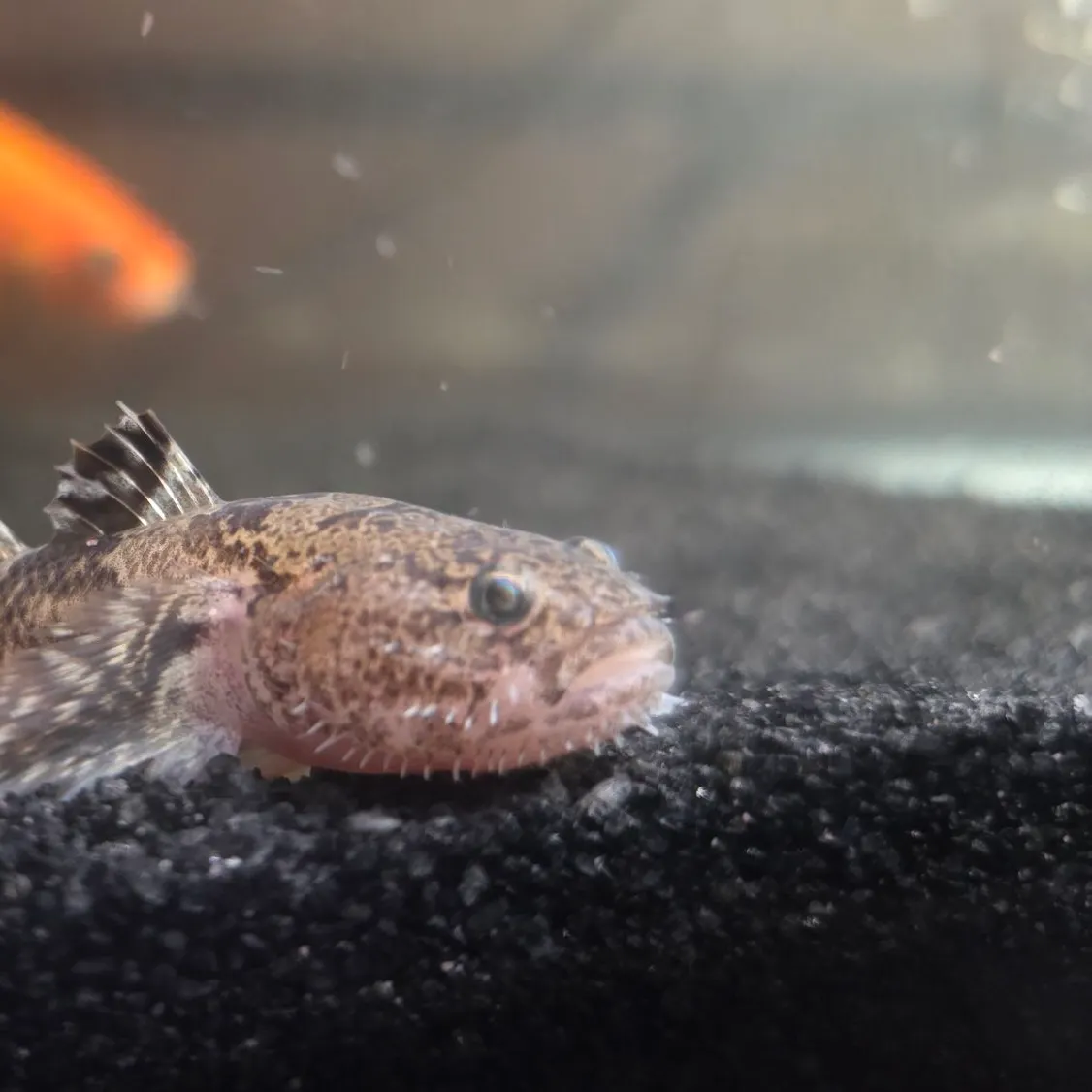 The most recent Shokihaze goby catches on Fishbrain
