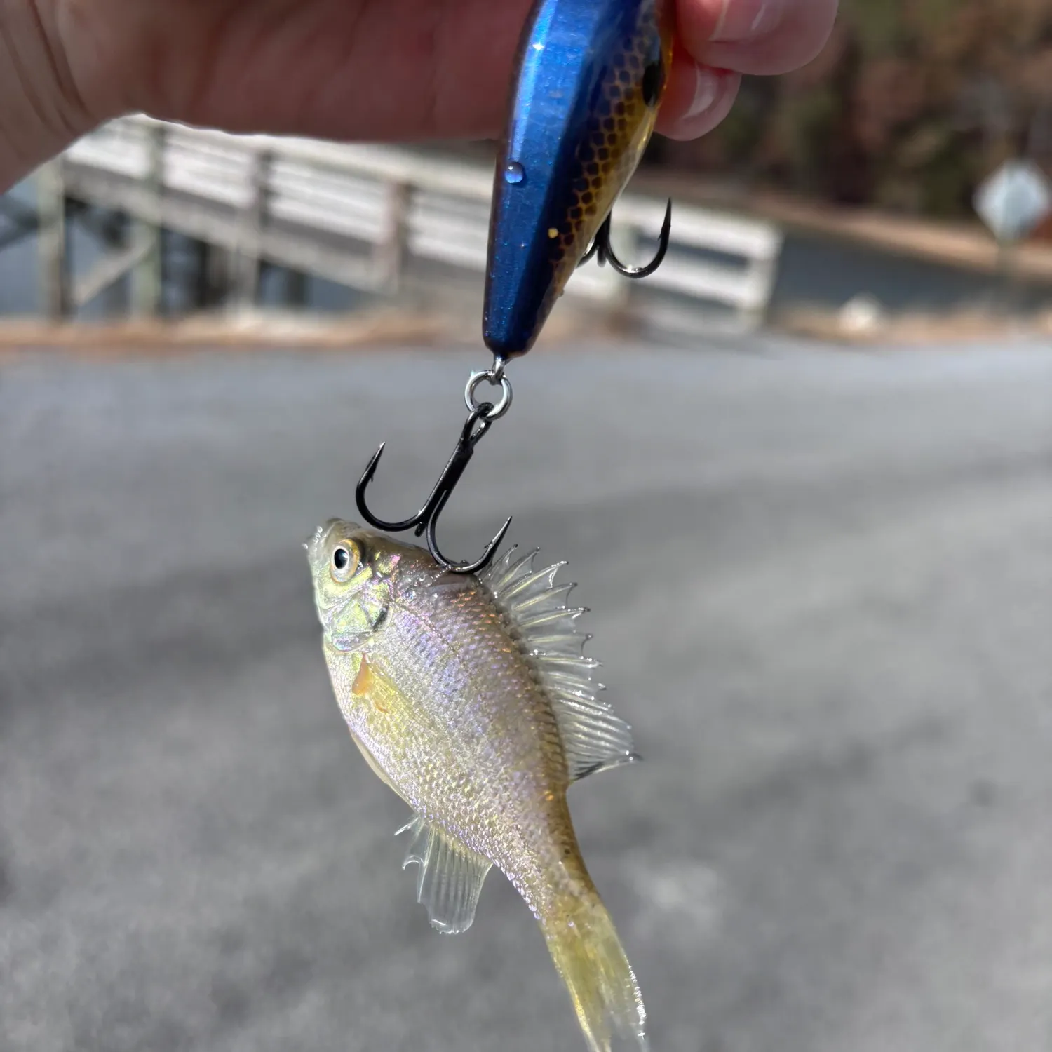 The most recent Golden shiner catches on Fishbrain