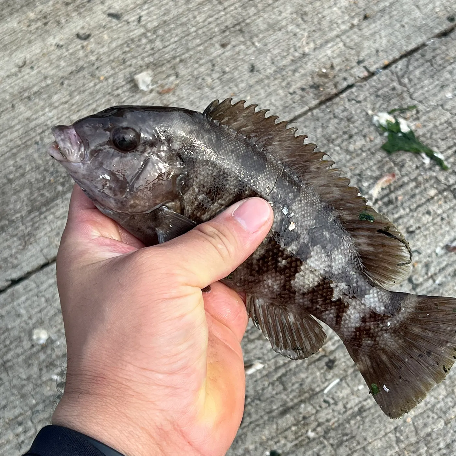 most liked catch image