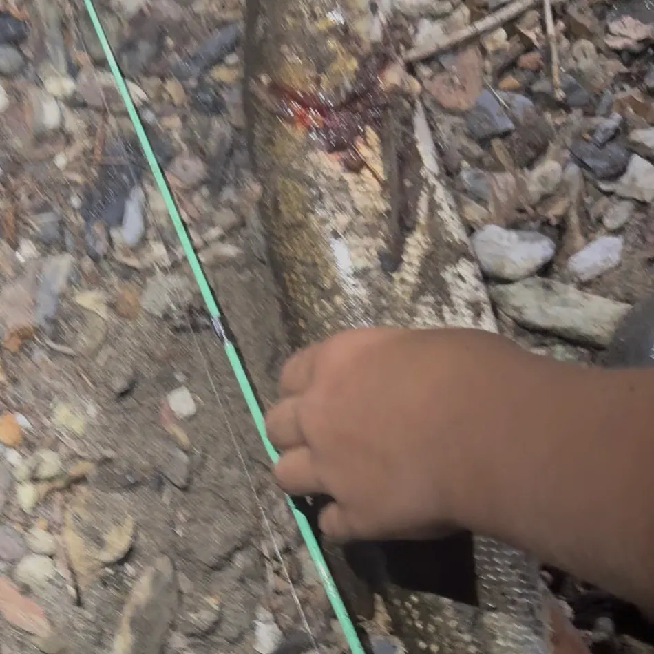 Sacramento pikeminnow caught on Fishbrain