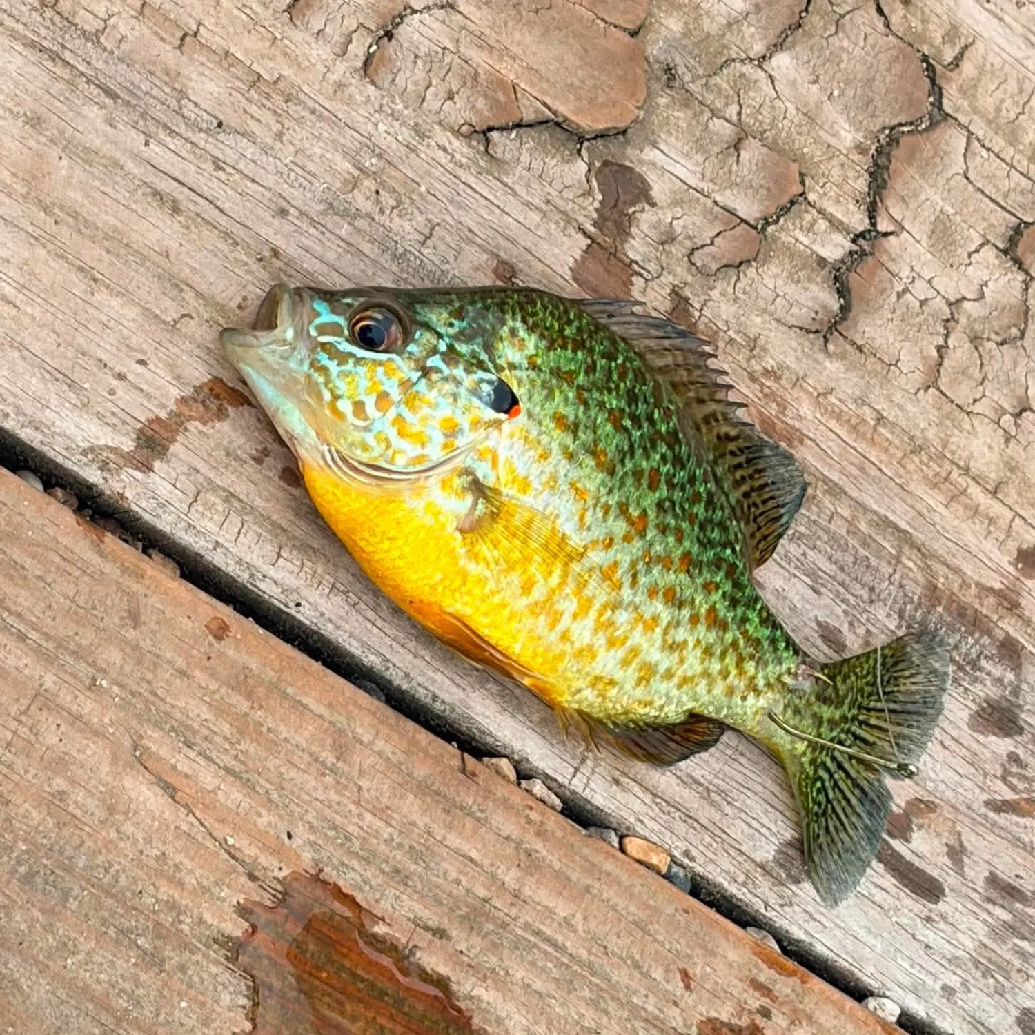 Pumpkinseed caught on Fishbrain