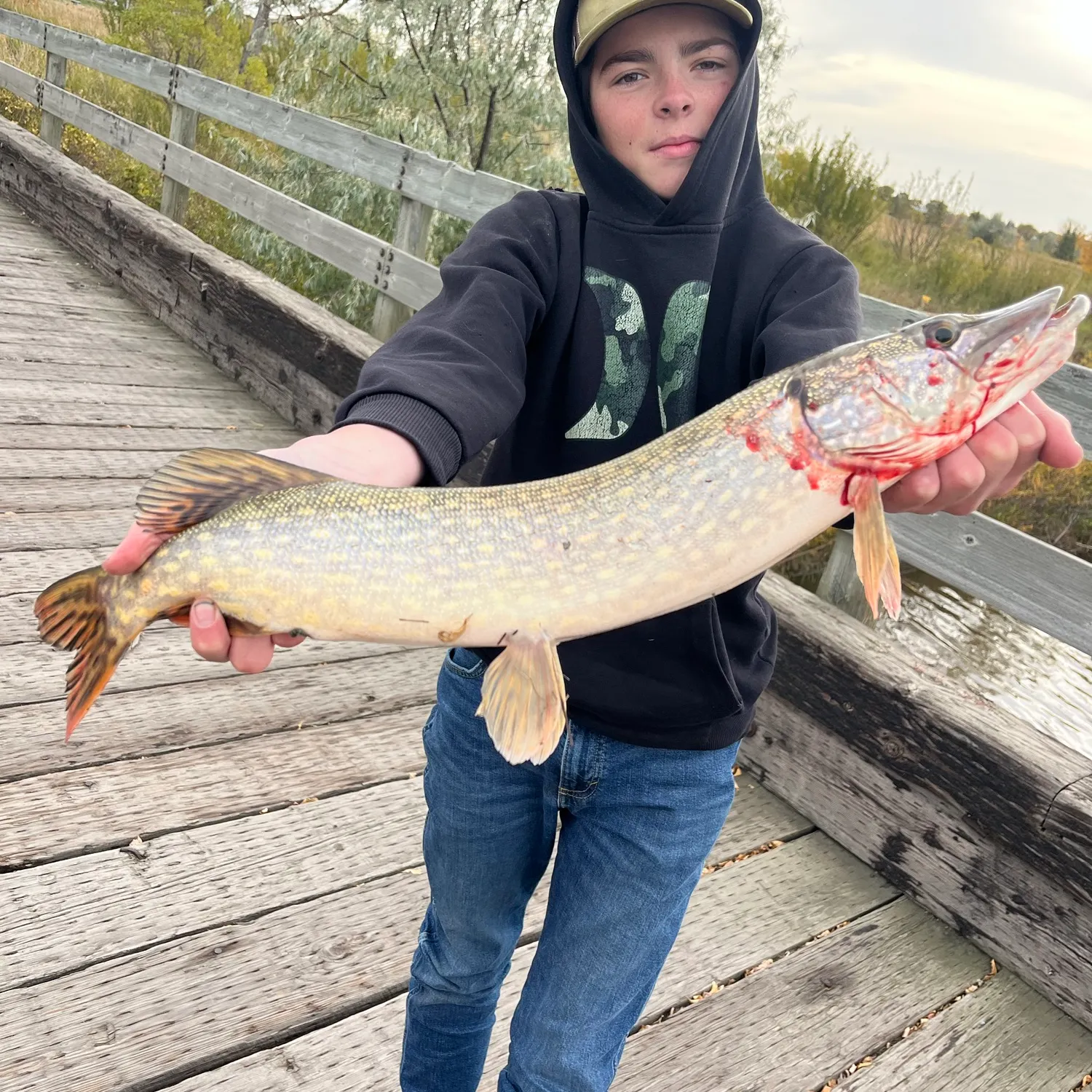 Northern pike caught on Fishbrain