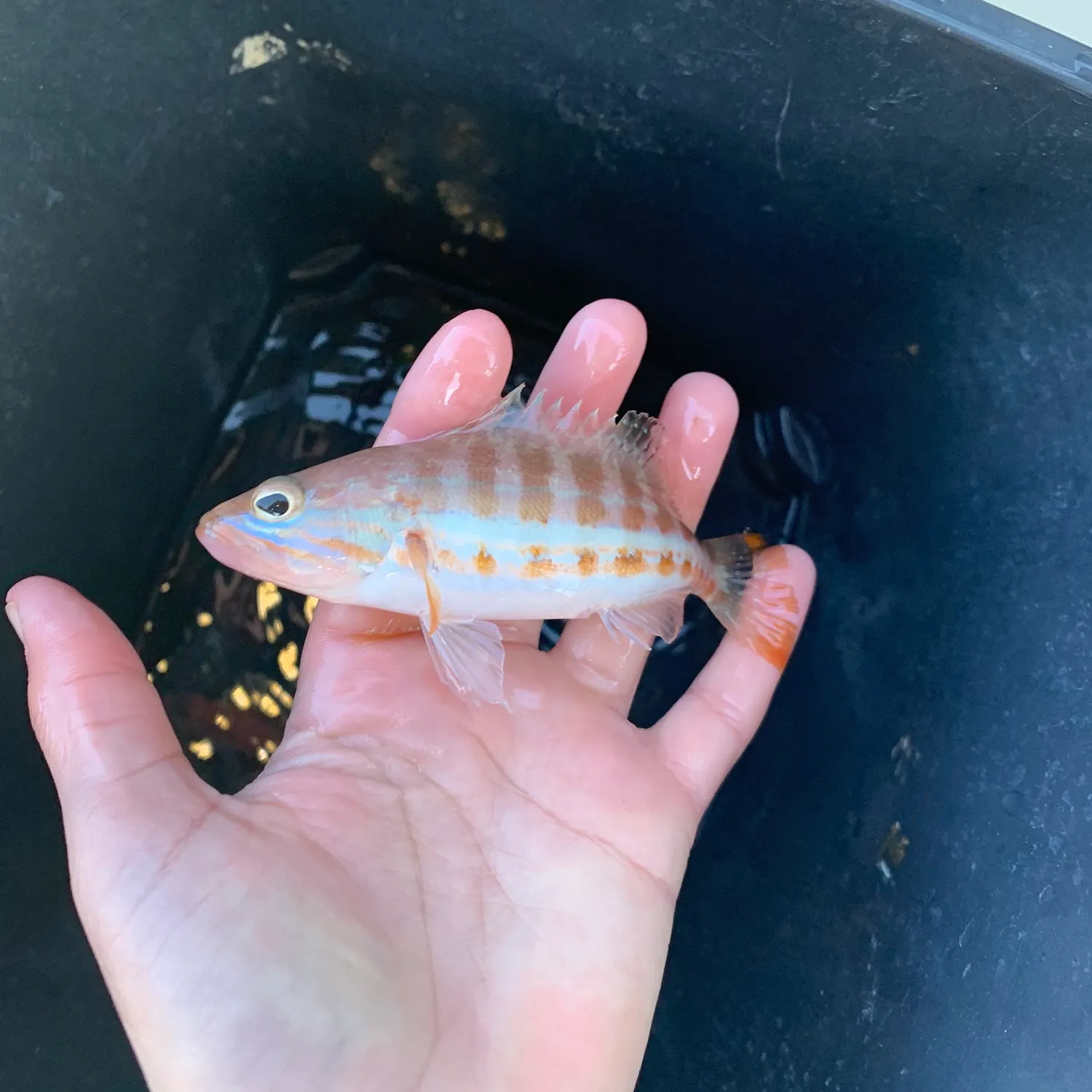 The most recent Comber catches on Fishbrain