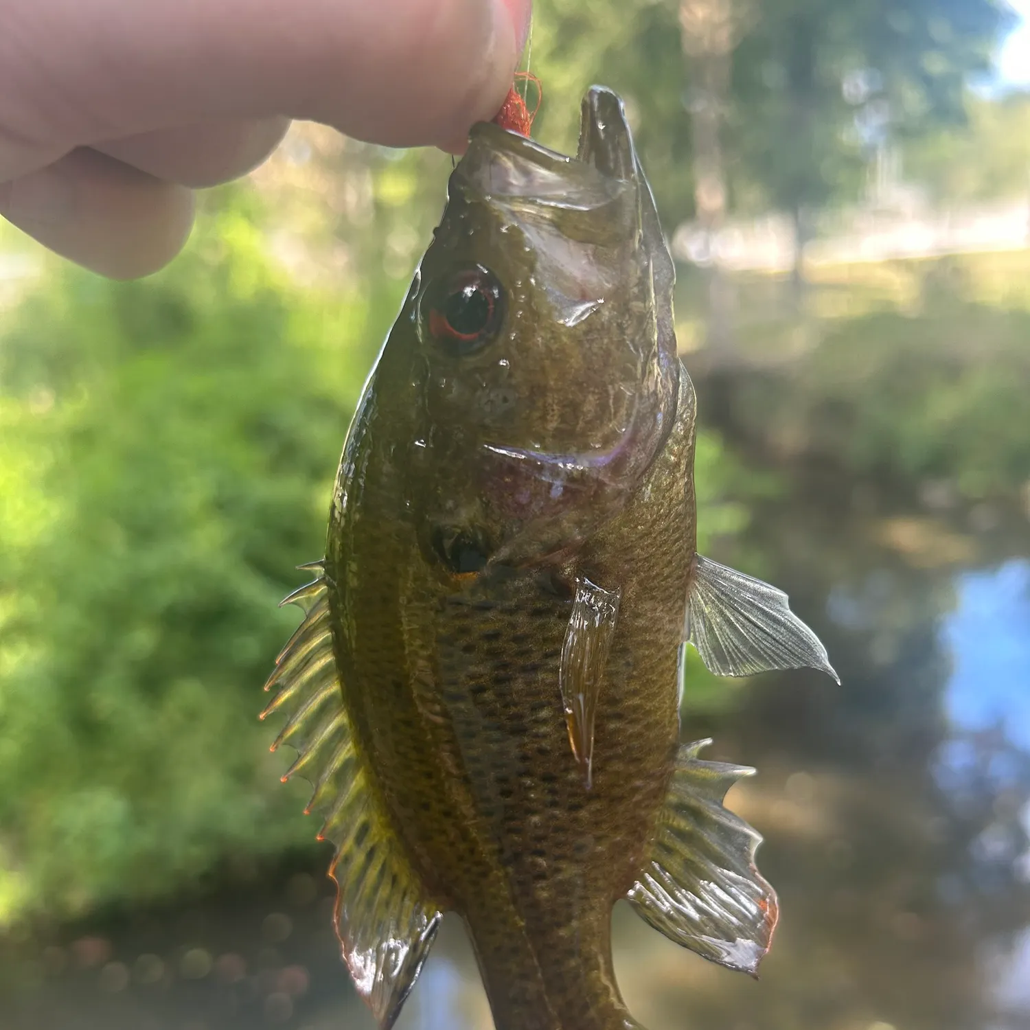 Warmouth caught on Fishbrain