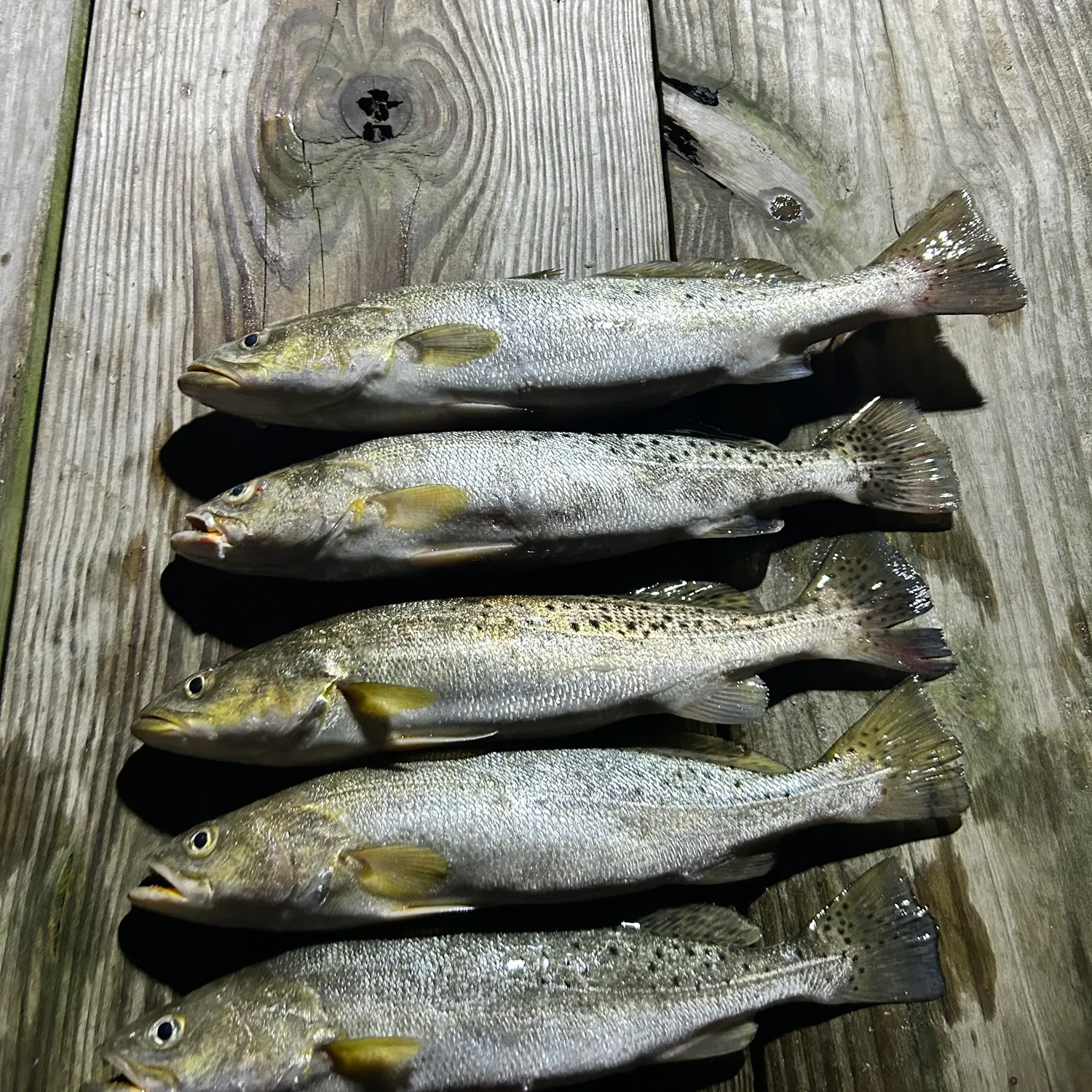 recently logged catches