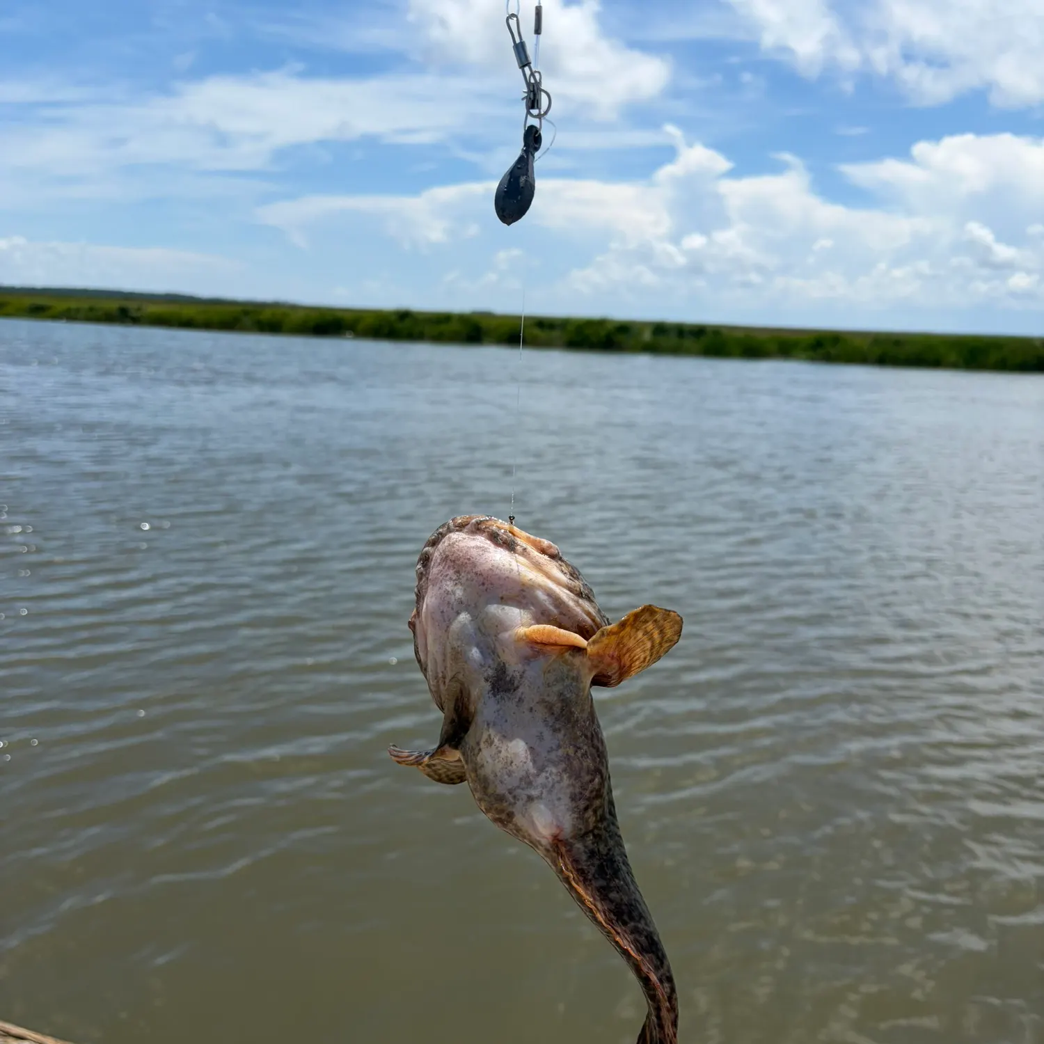 Gulf toadfish caught on Fishbrain