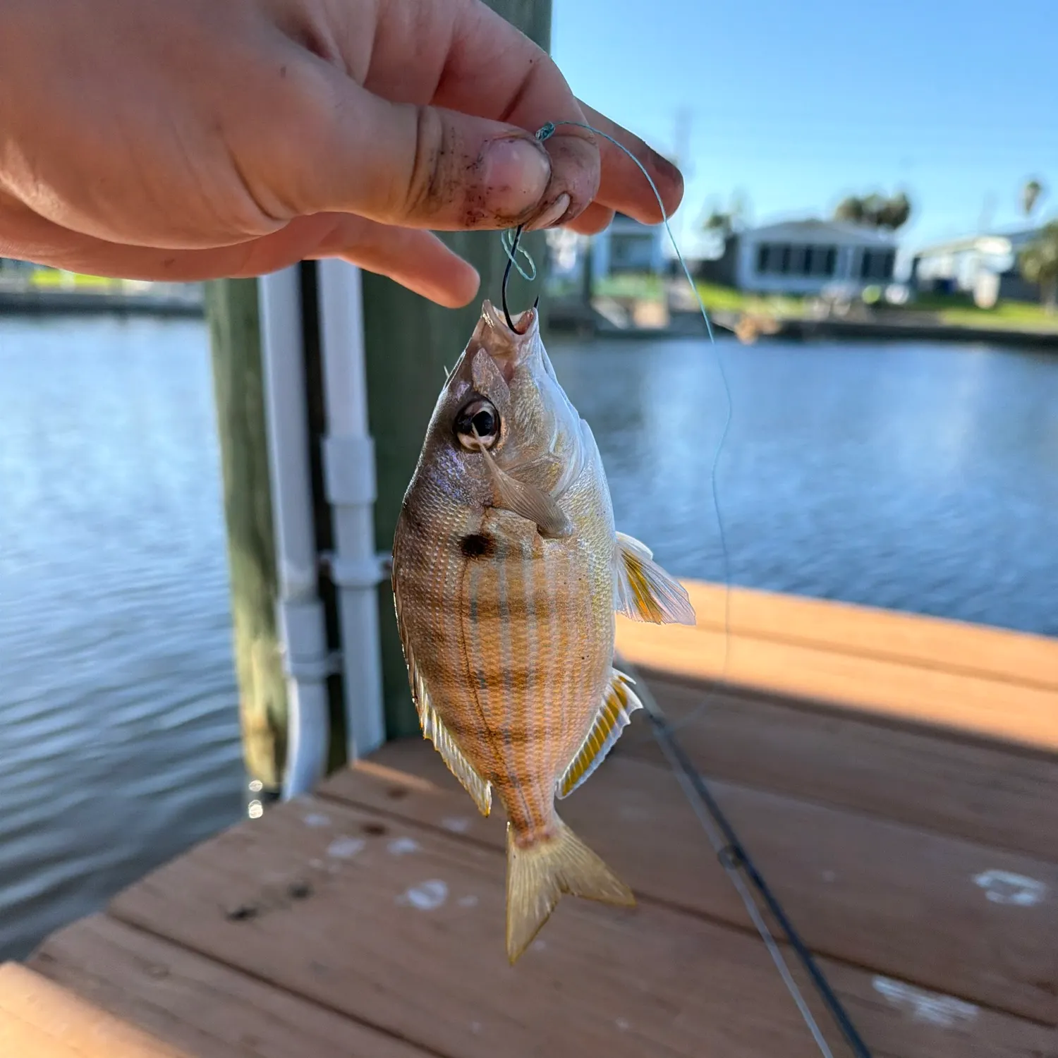 Pinfish caught on Fishbrain