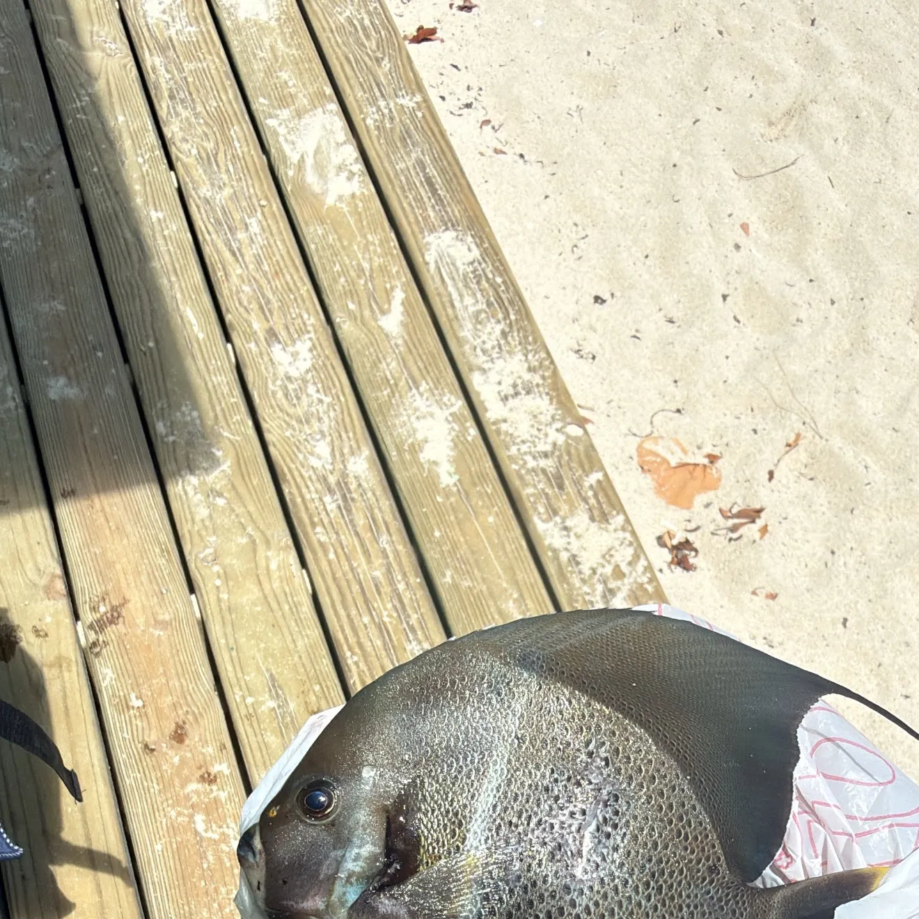 The most recent Gray angelfish catches on Fishbrain
