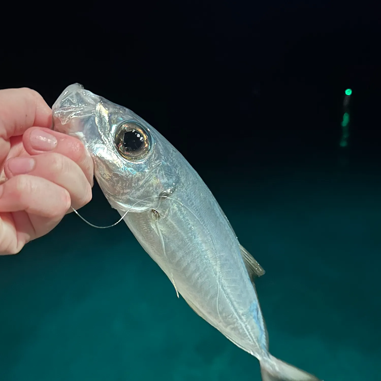 The most recent Bigeye scad catches on Fishbrain