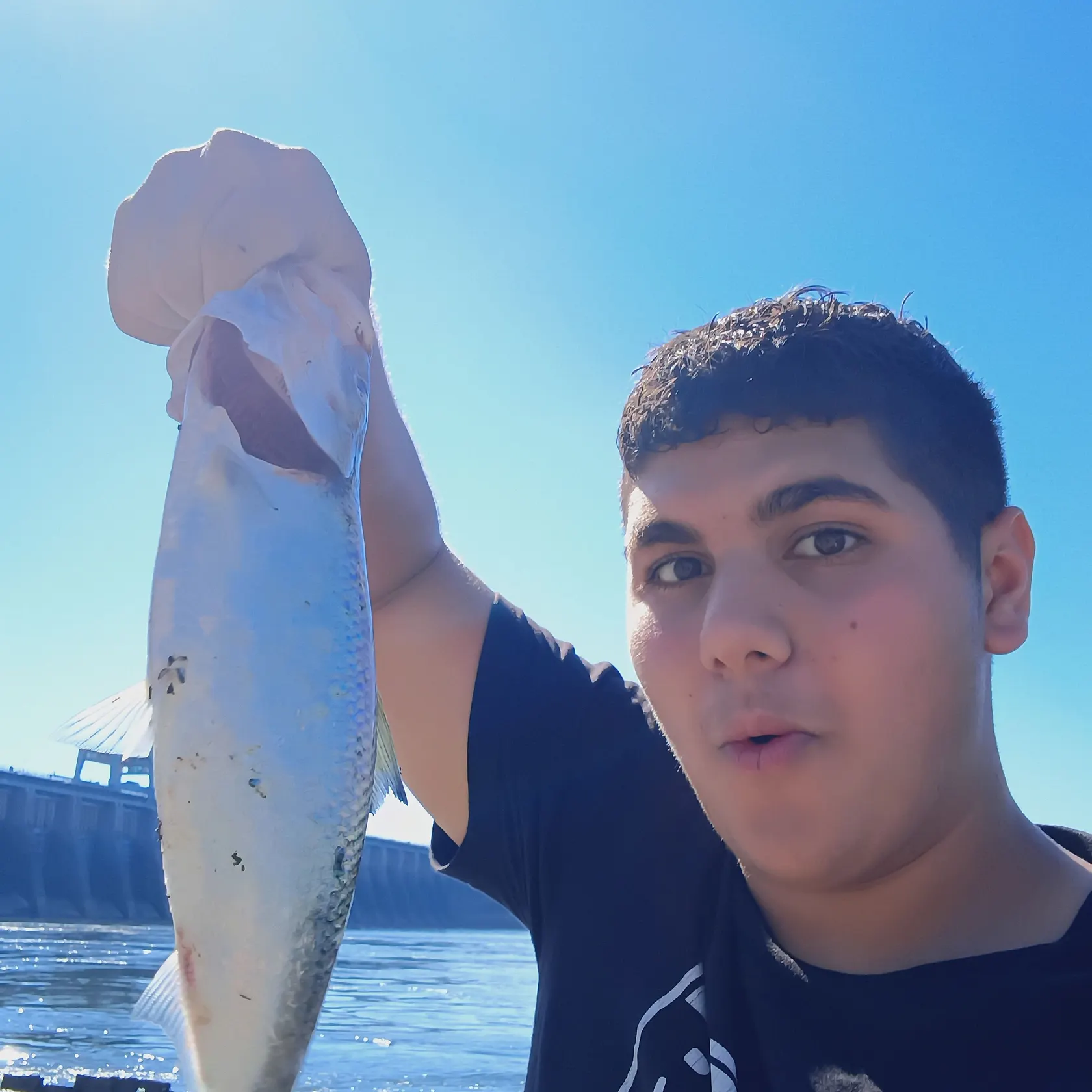 Skipjack herring caught on Fishbrain