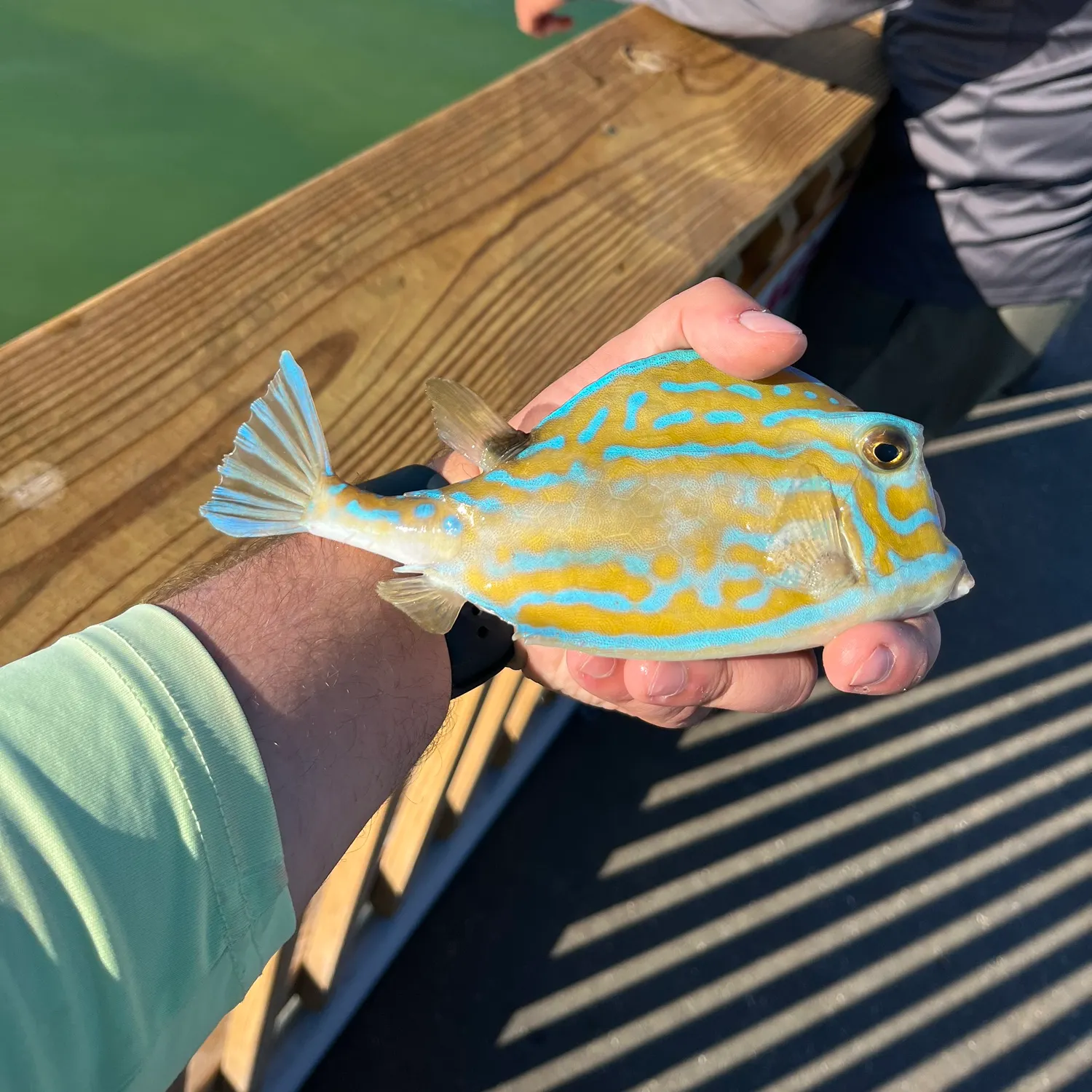 The most recent Scrawled cowfish catches on Fishbrain