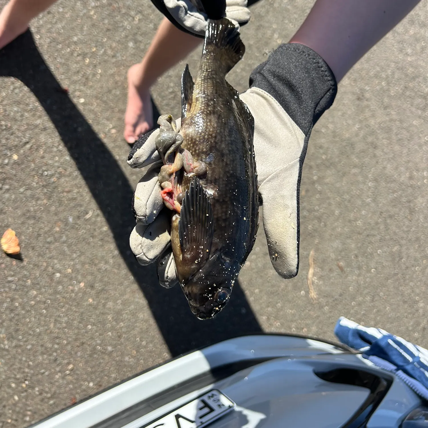 The most recent Black drummer catches on Fishbrain