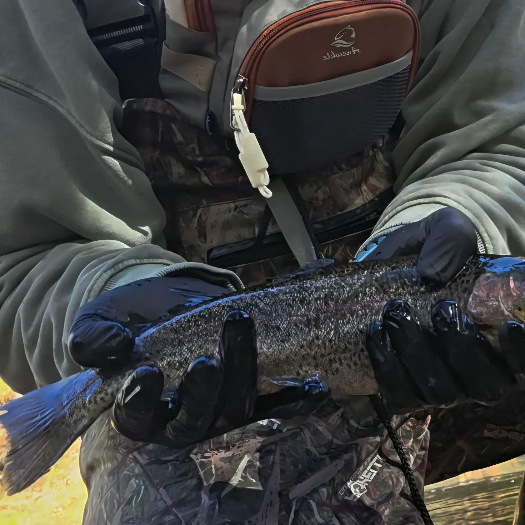 Rainbow trout caught on Fishbrain