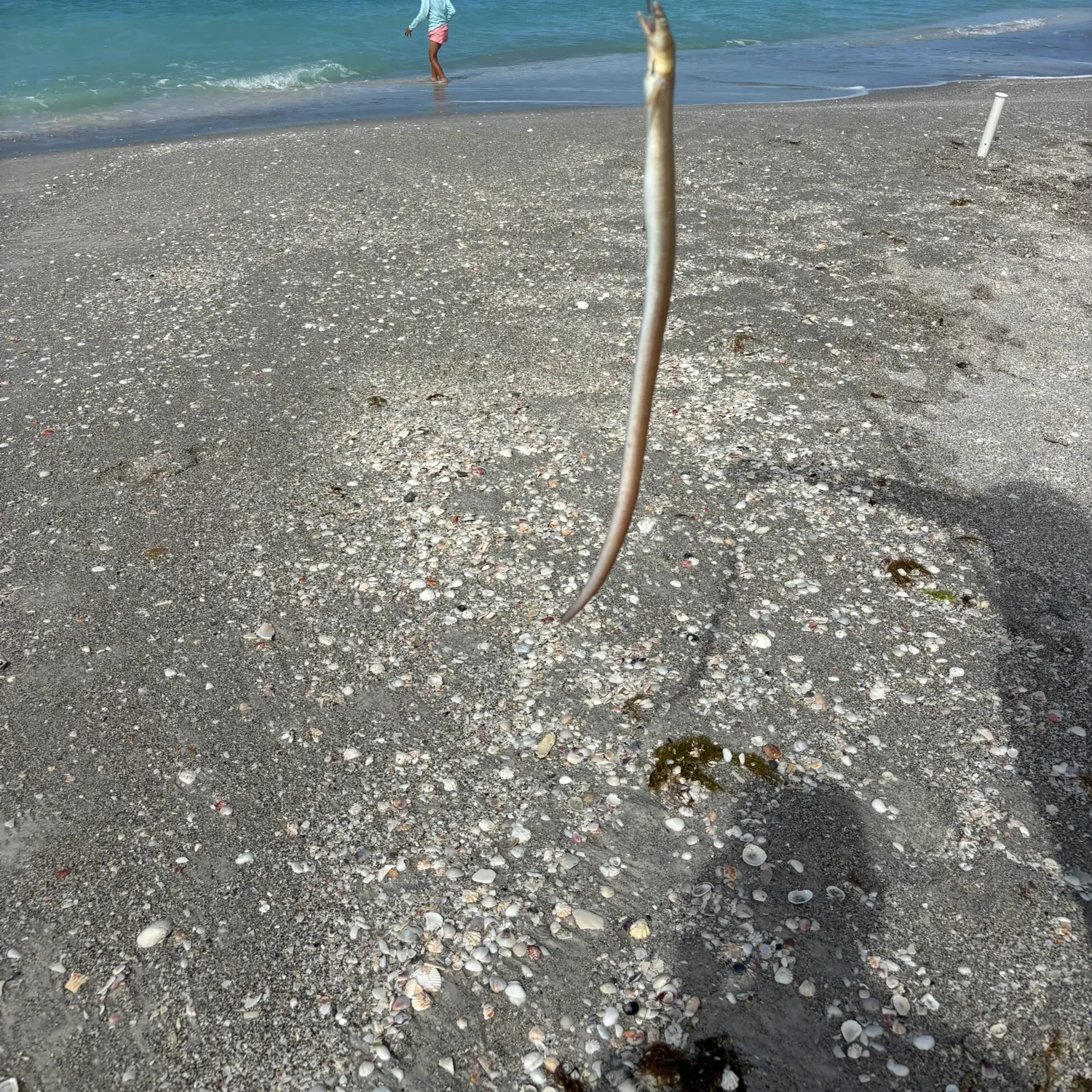 The most recent Serpent eel catches on Fishbrain