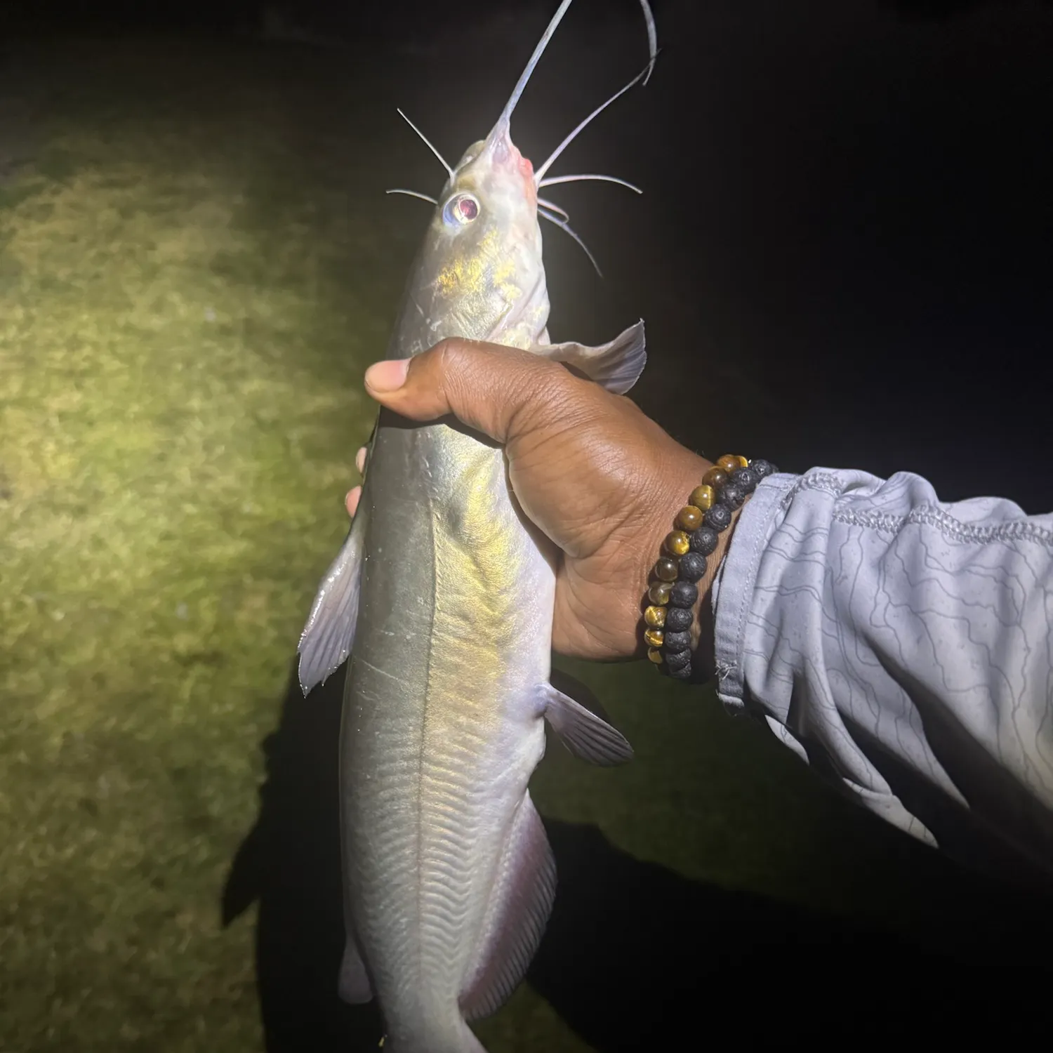 Channel catfish caught on Fishbrain