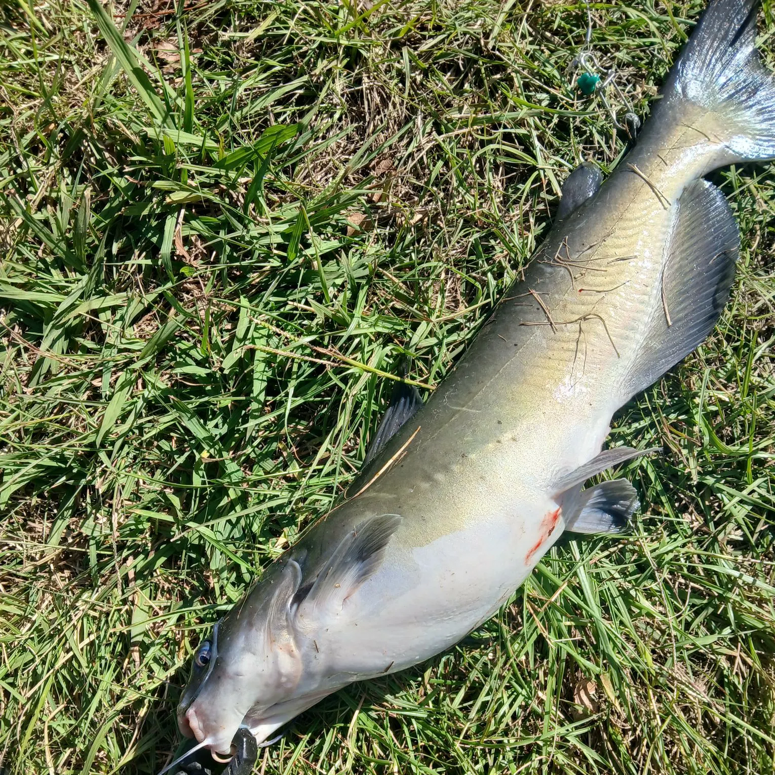 Channel catfish caught on Fishbrain