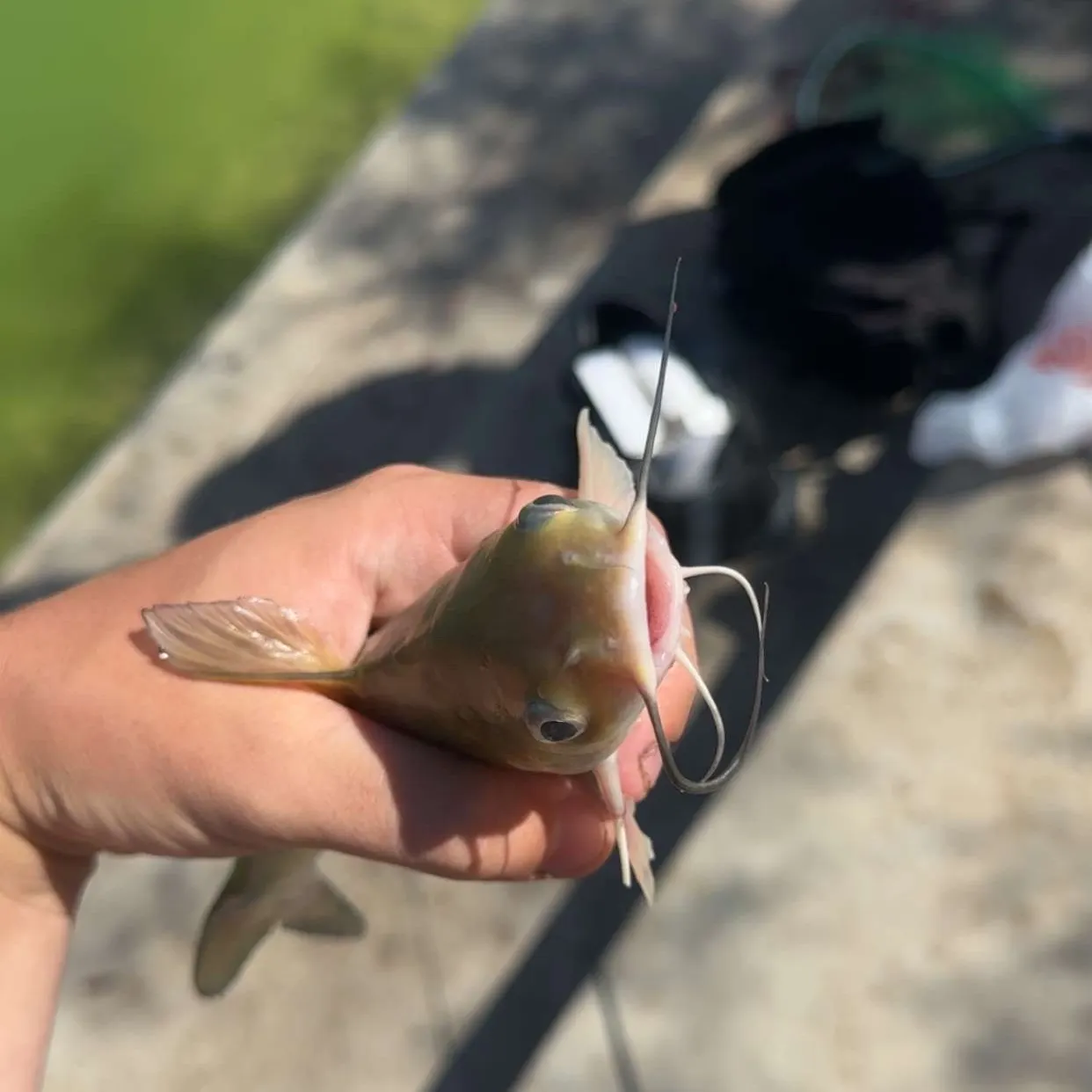 catch